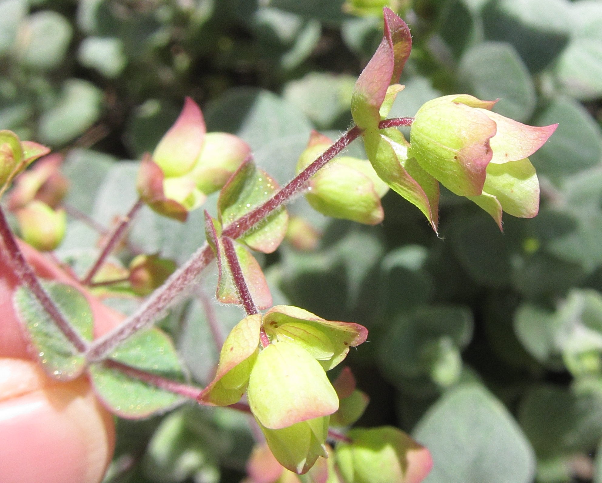 origanum_dictamnus4bd