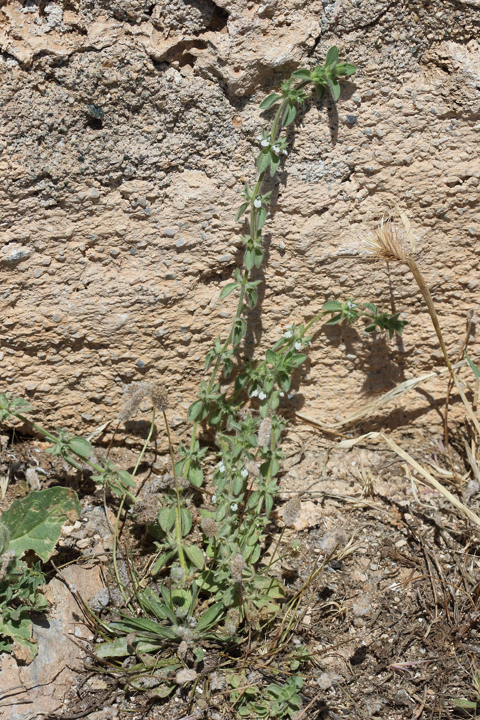 sideritis_curvidens1bd