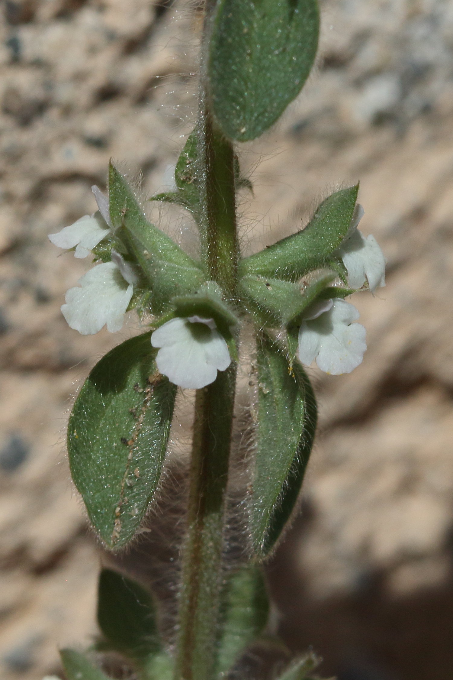 sideritis_curvidens2bd