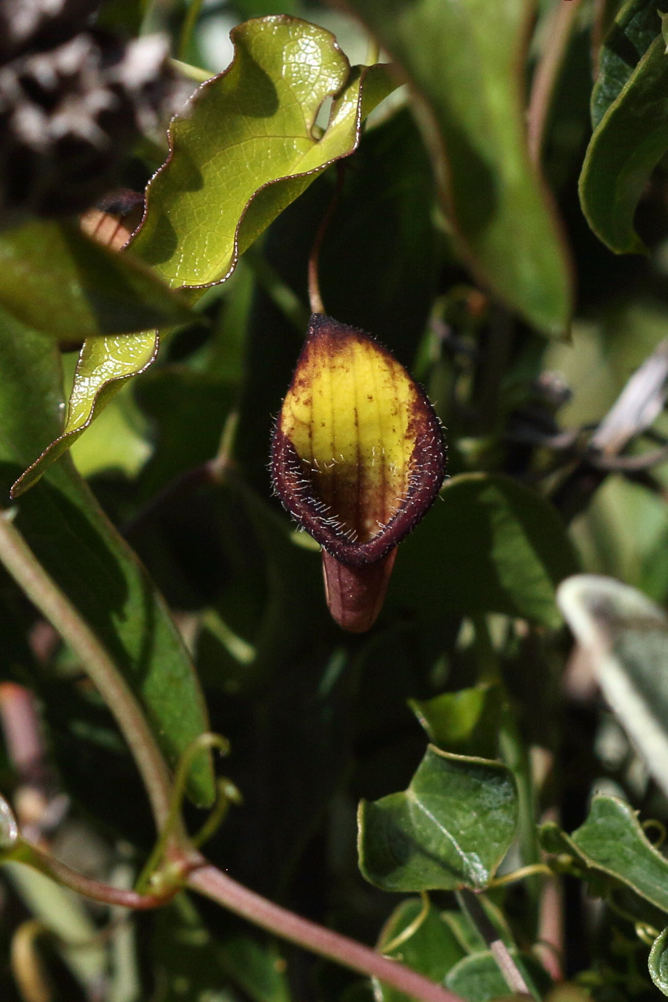 Afficher le média aristolochia_sempervirens5bd aristolochia_sempervirens5bd