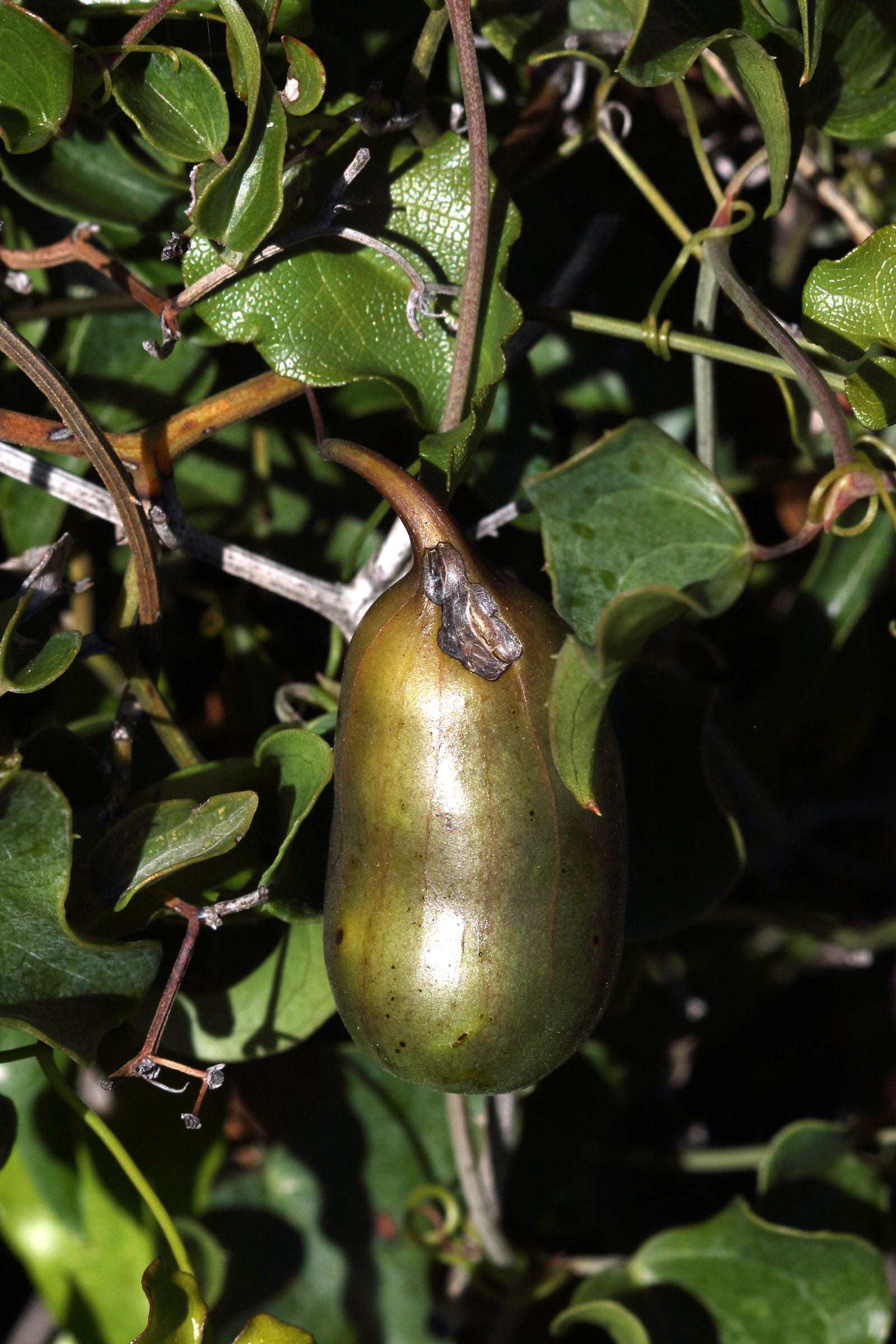 Afficher le média aristolochia_sempervirens6bd aristolochia_sempervirens6bd