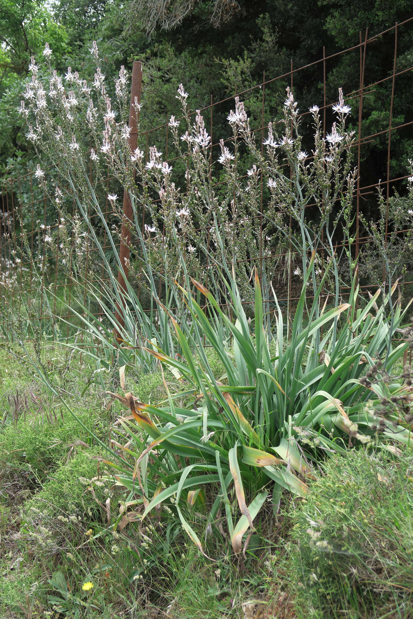 Afficher le média asphodelus_ramosus5md asphodelus_ramosus5md