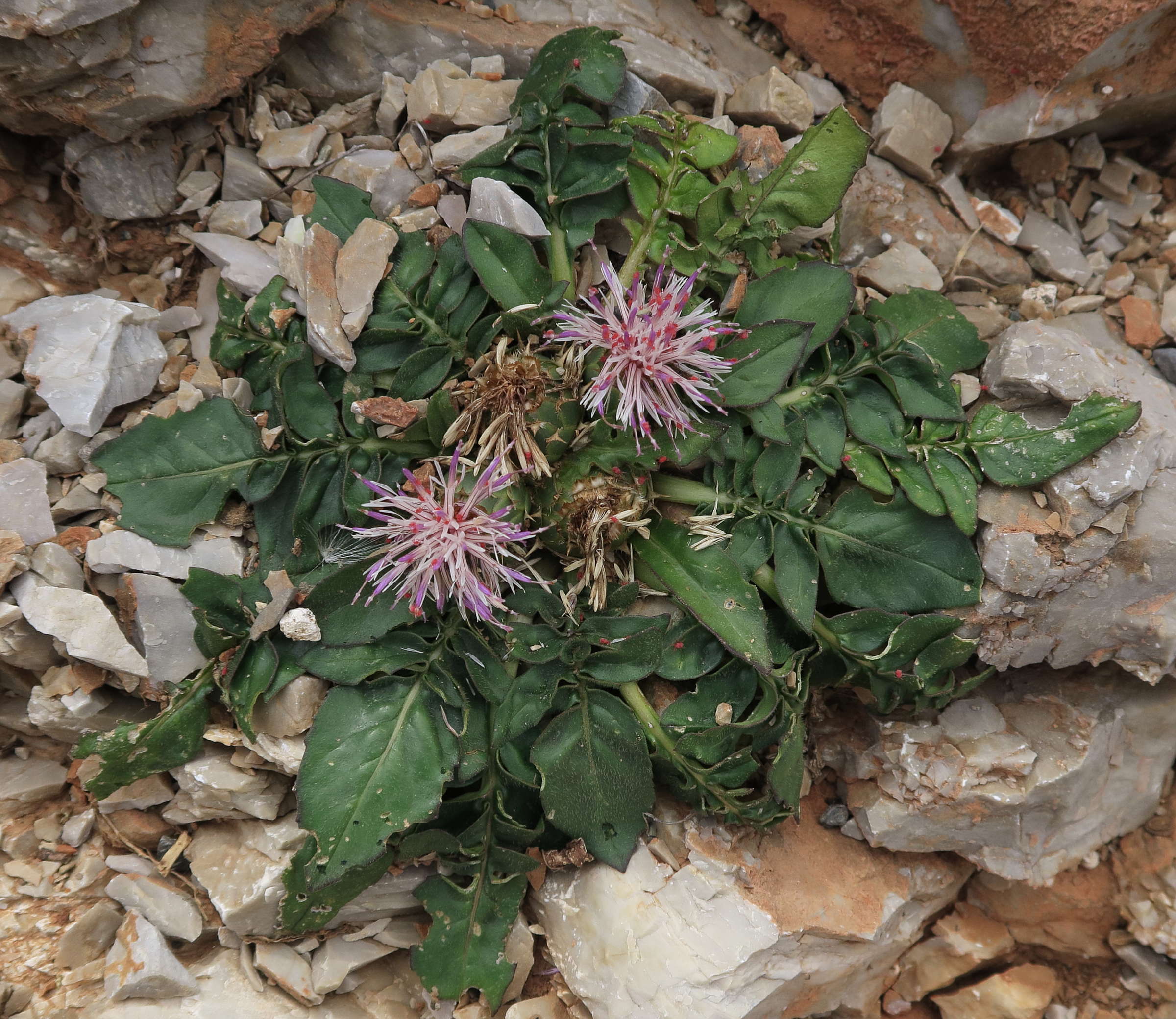 Afficher le média centaurea_raphanina3md centaurea_raphanina3md