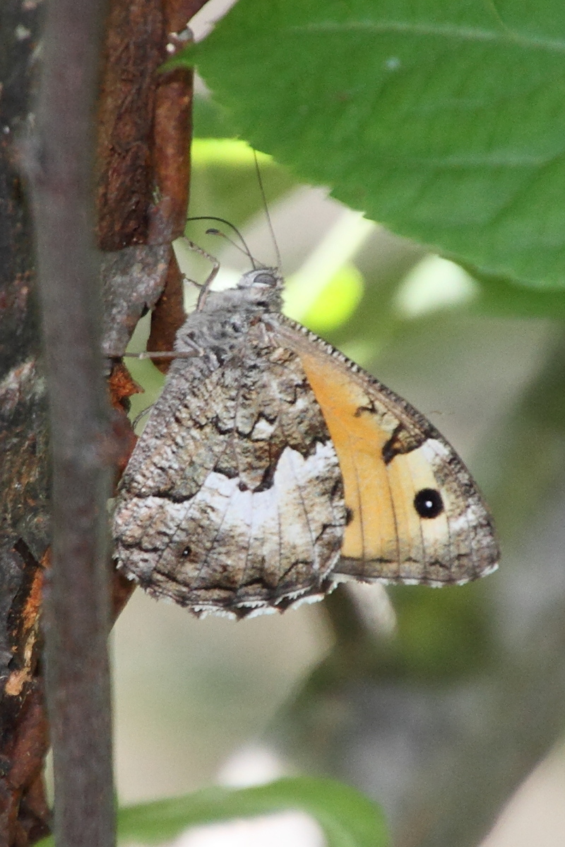 hipparchia_cretica2md