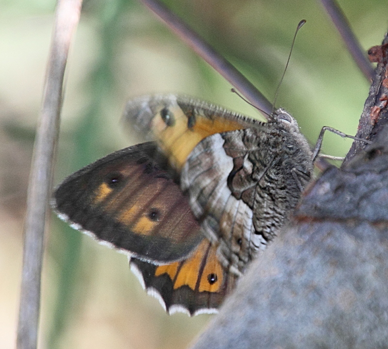 hipparchia_cretica3md