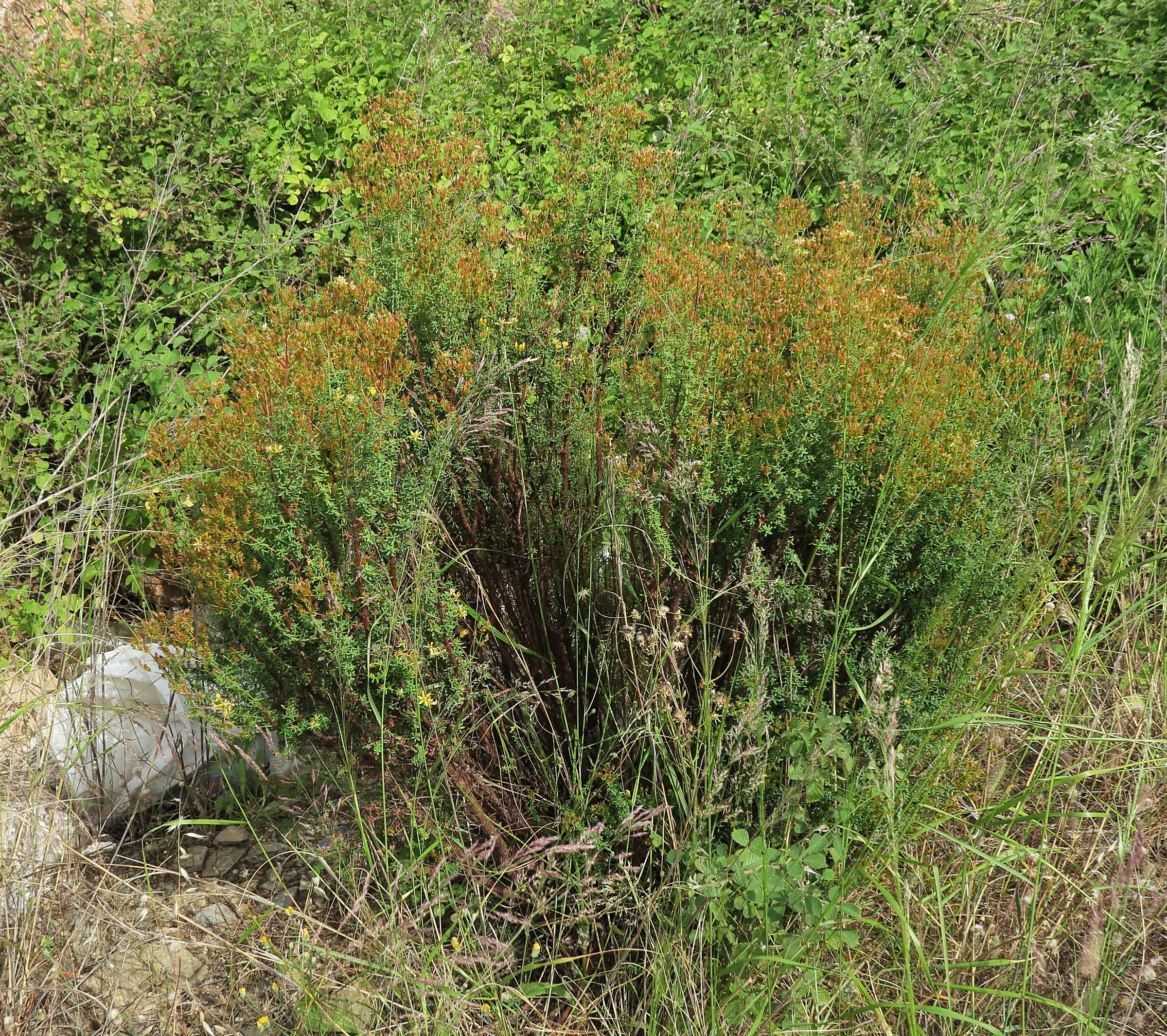 Afficher le média hypericum_empetrifolium5md hypericum_empetrifolium5md