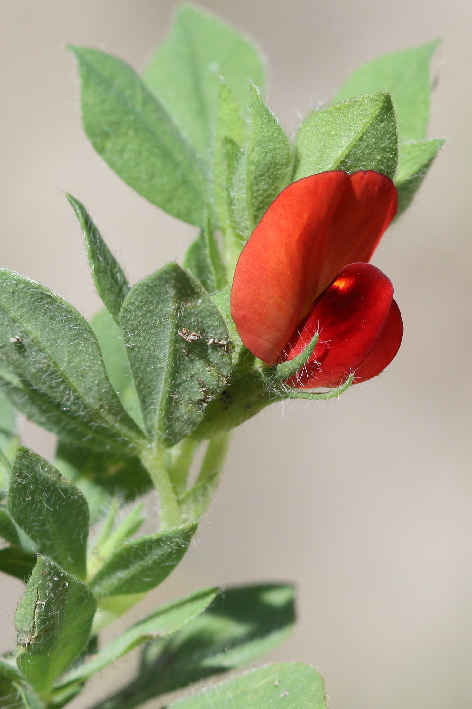 lotus_tetragonolobus2bd