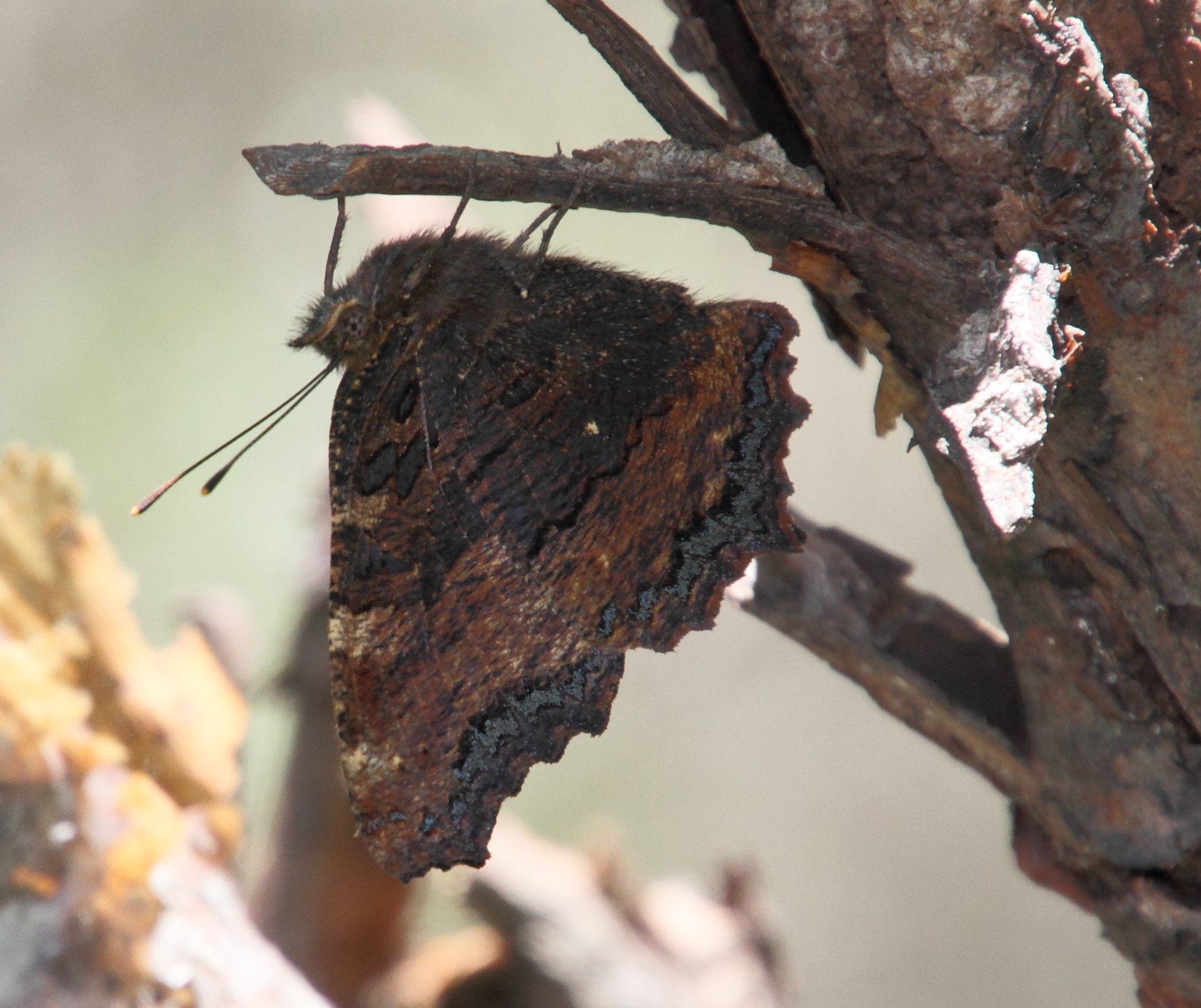 nymphalis_polychlorosmd