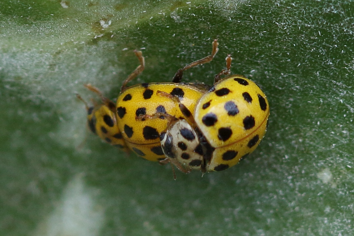 Afficher le média psyllobora_vigintiduopunctata4bd psyllobora_vigintiduopunctata4bd