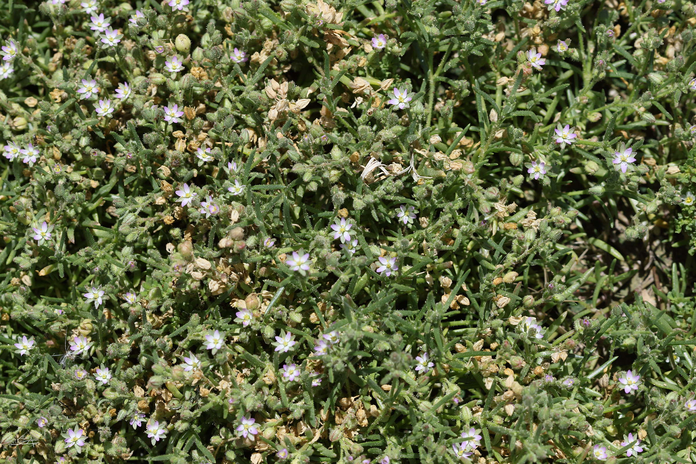 spergula_bocconei1bd