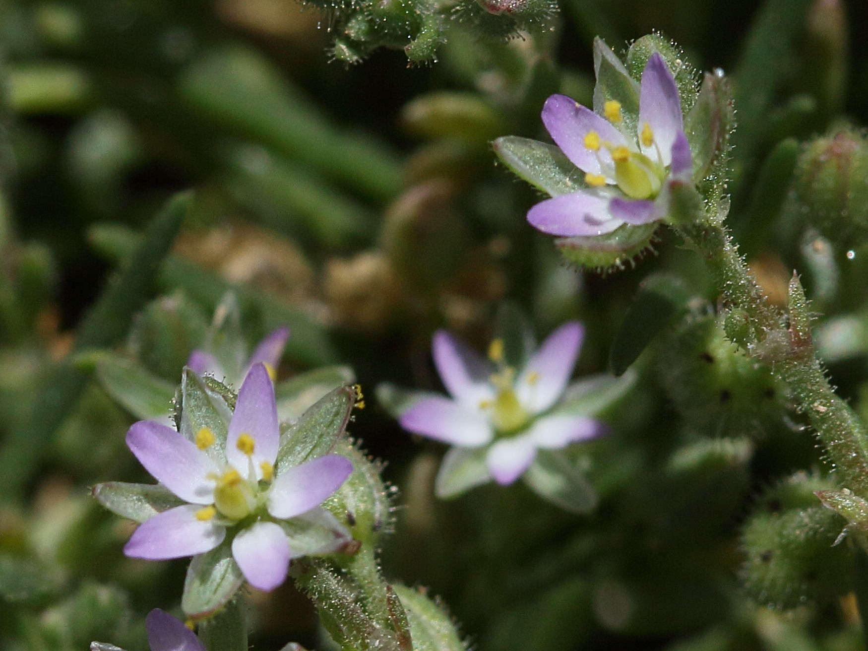 spergula_bocconei2bd