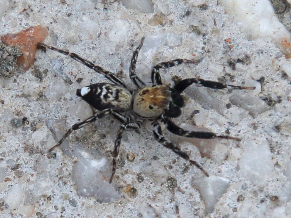 Afficher le média cyrba_algerina1bd cyrba_algerina1bd