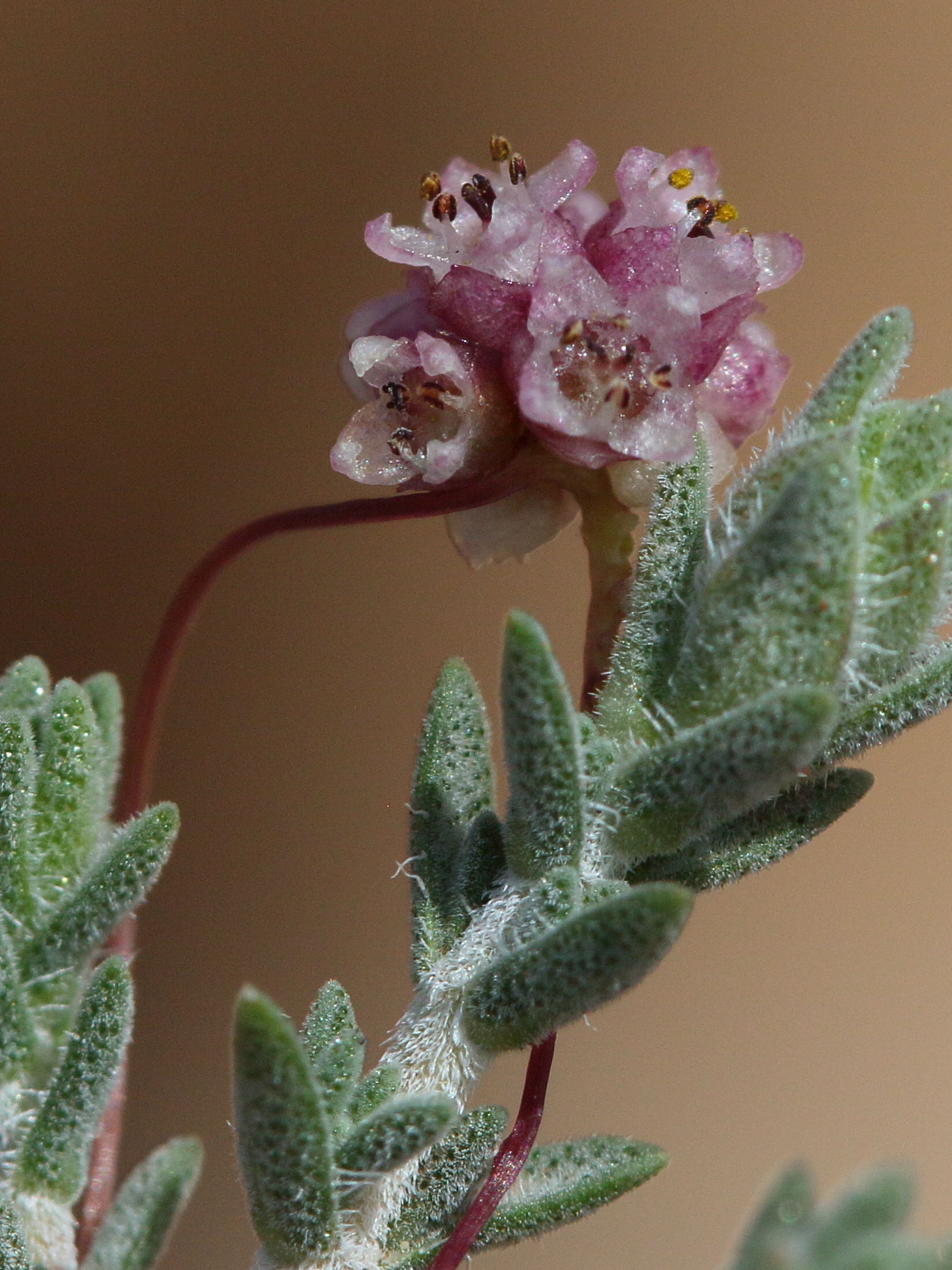 Afficher le média cuscuta_epithymusm_kotschyi1bd cuscuta_epithymusm_kotschyi1bd