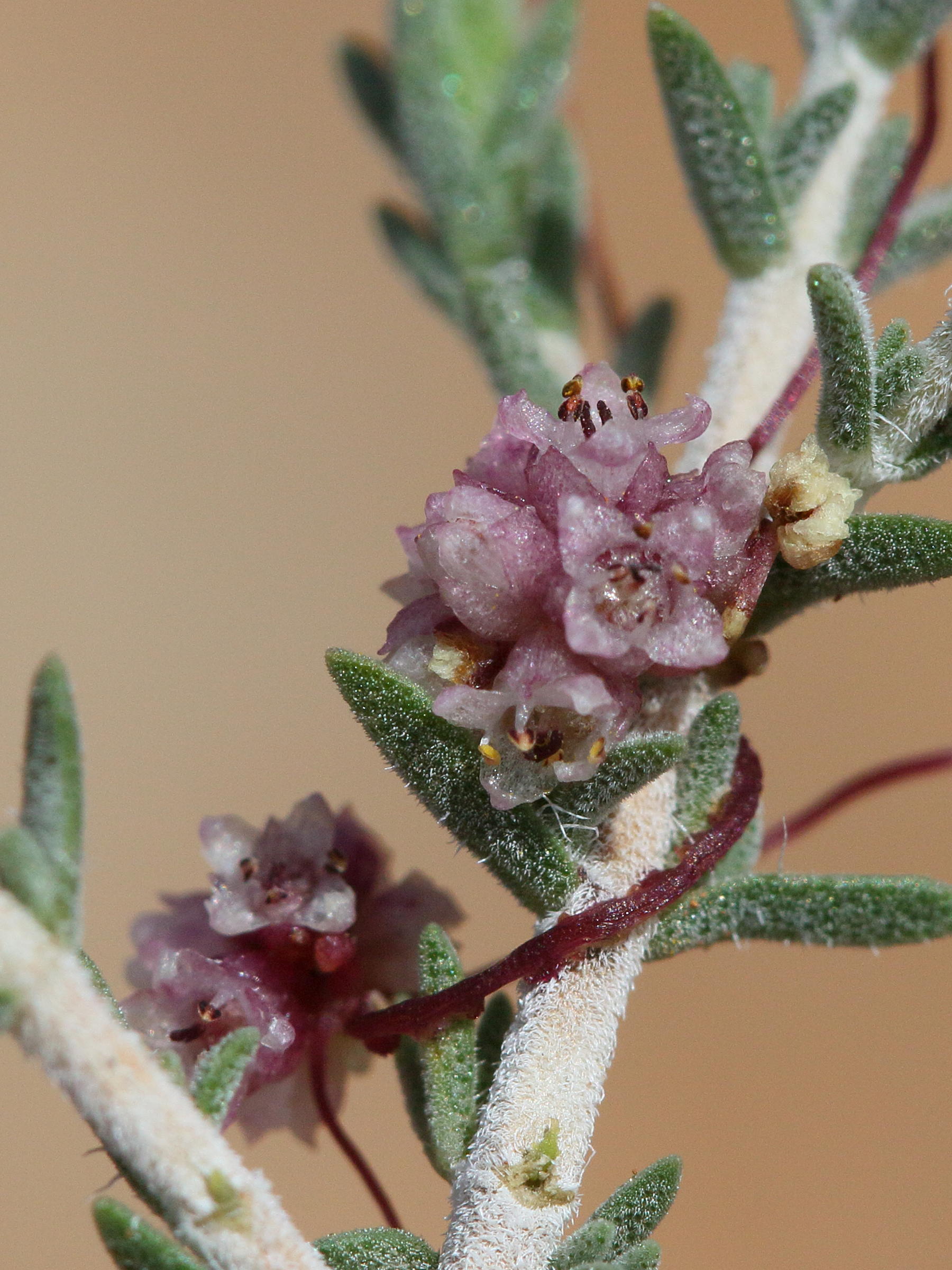 Afficher le média cuscuta_epithymusm_kotschyi2bd cuscuta_epithymusm_kotschyi2bd