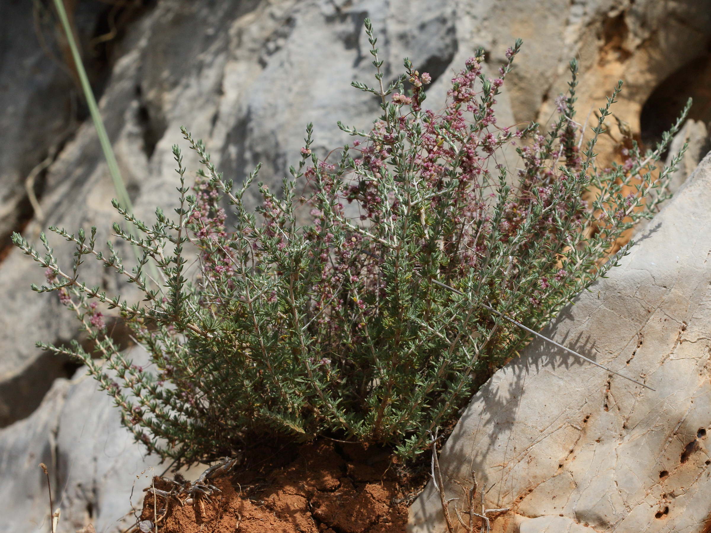 Afficher le média cuscuta_epithymusm_kotschyi3bd cuscuta_epithymusm_kotschyi3bd