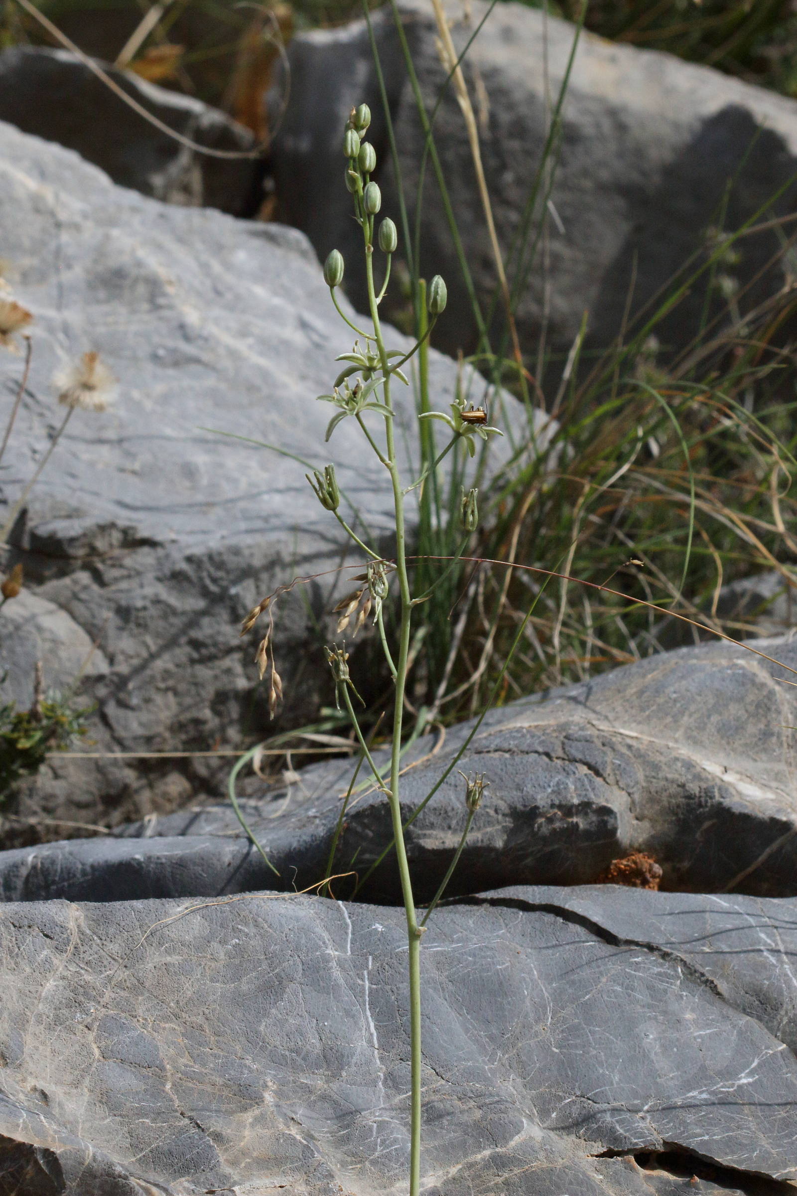 Afficher le média ornithogalum_creticum1bd ornithogalum_creticum1bd