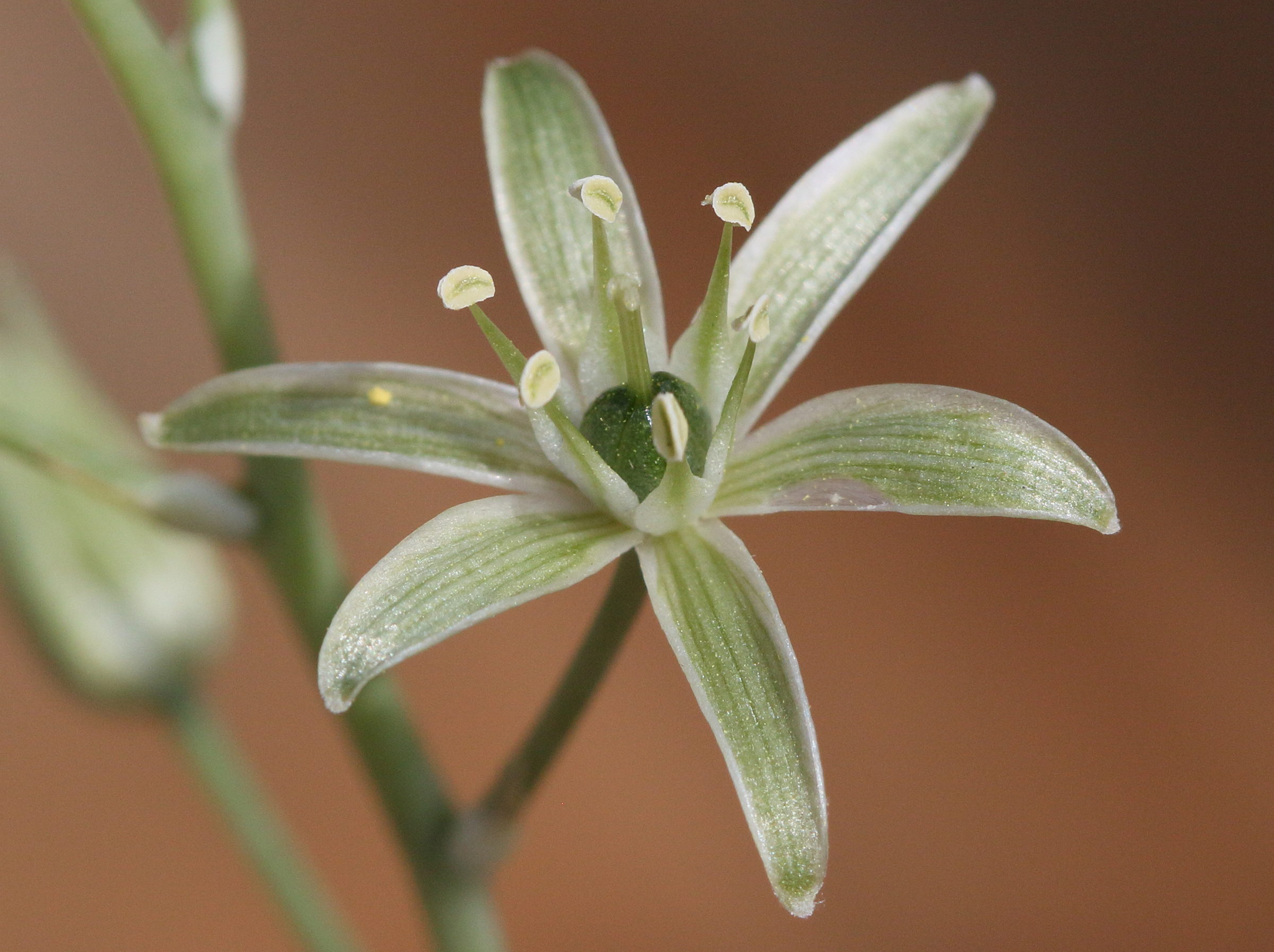 Afficher le média ornithogalum_creticum2bd ornithogalum_creticum2bd