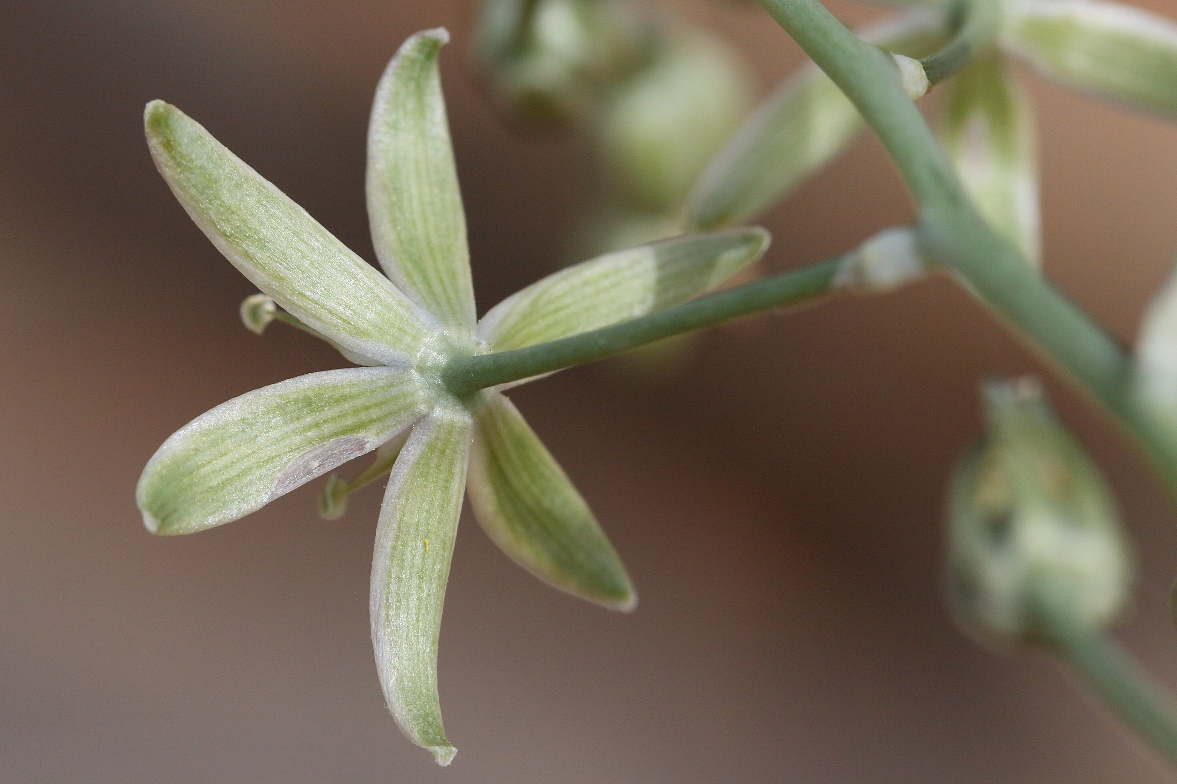 Afficher le média ornithogalum_creticum3bd ornithogalum_creticum3bd