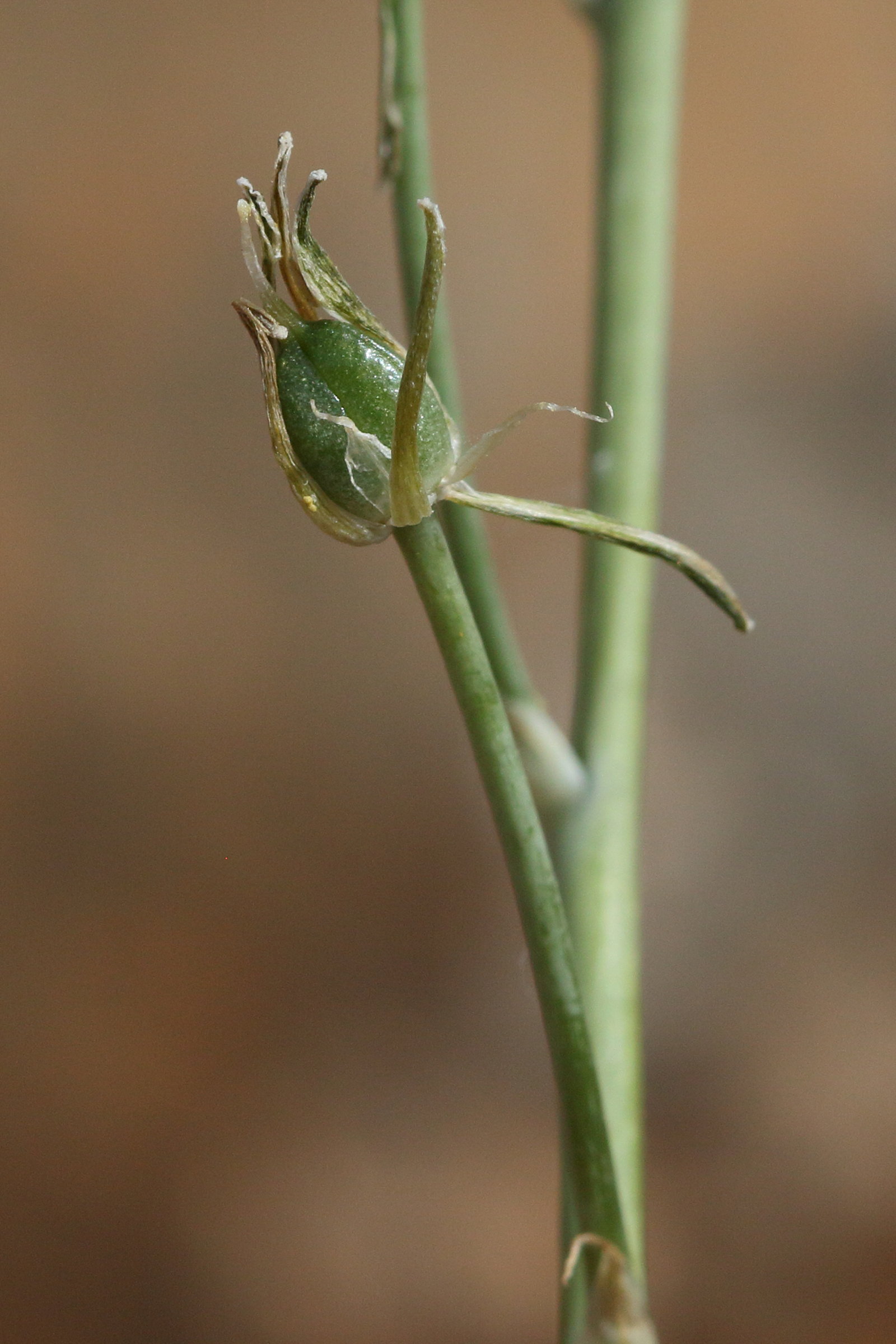 Afficher le média ornithogalum_creticum4bd ornithogalum_creticum4bd