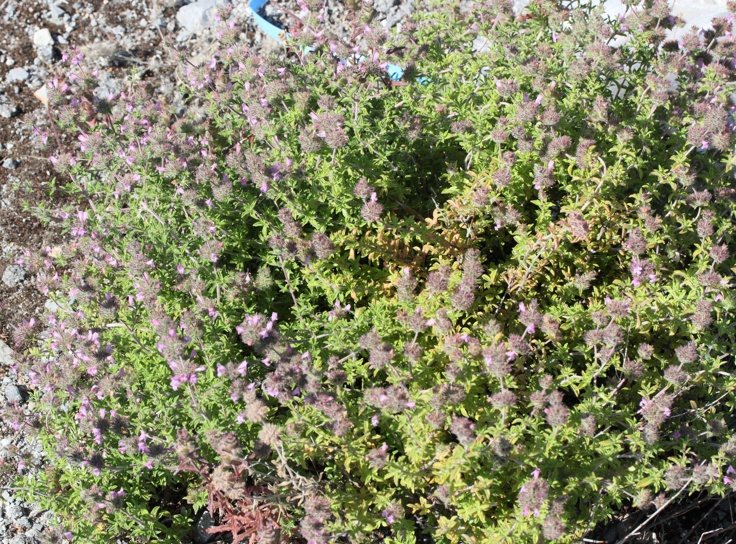 Afficher le média satureja_thymbra3md satureja_thymbra3md