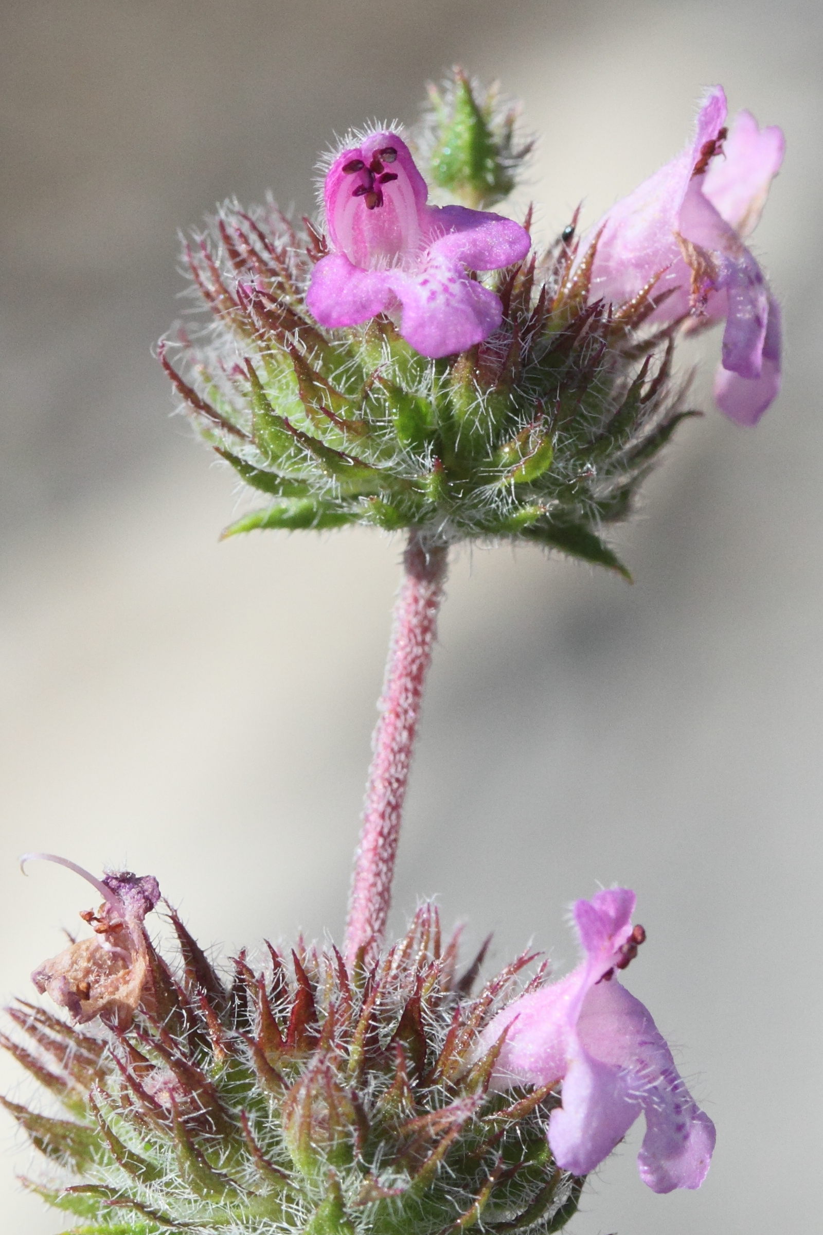 Afficher le média satureja_thymbra4md satureja_thymbra4md