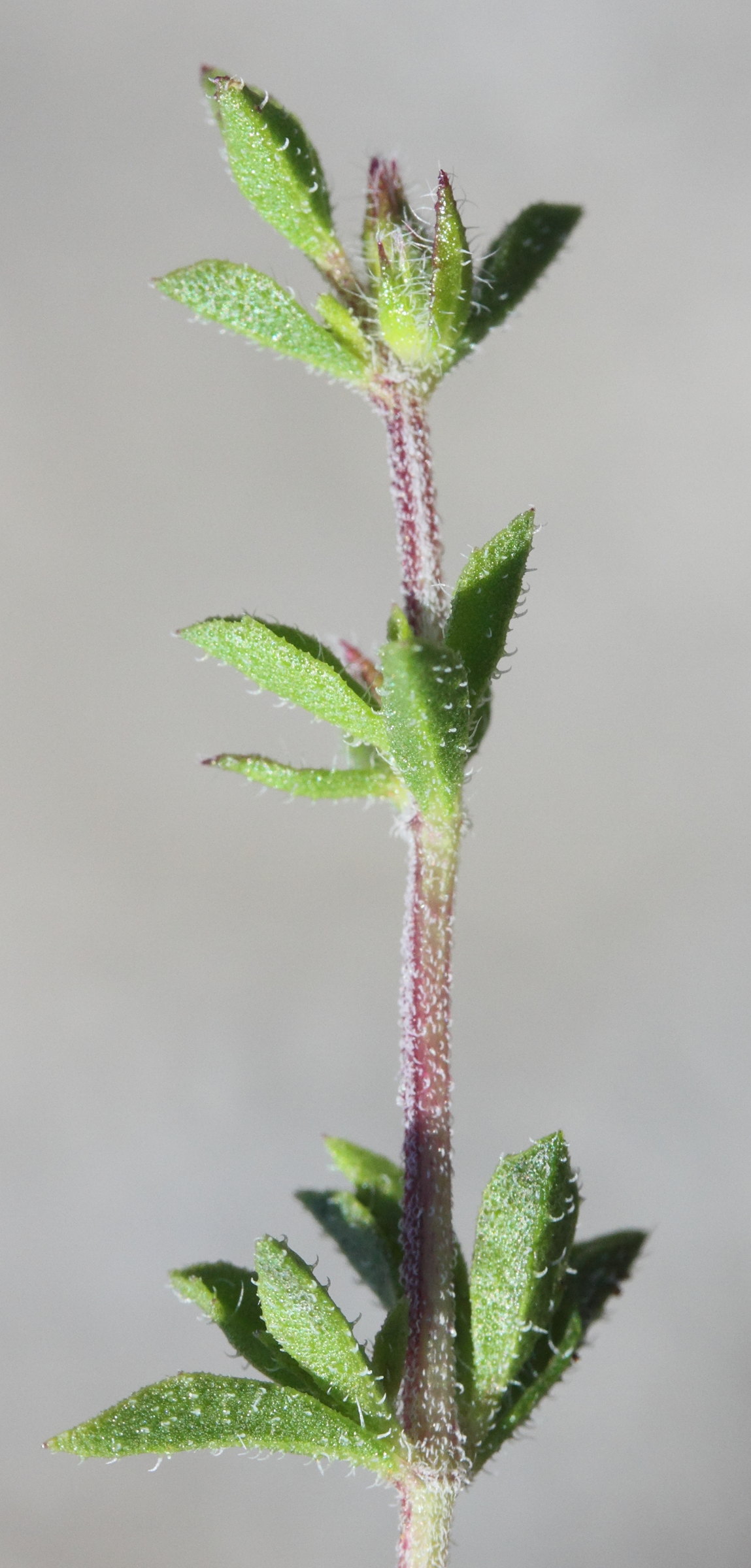 Afficher le média satureja_thymbra5md satureja_thymbra5md