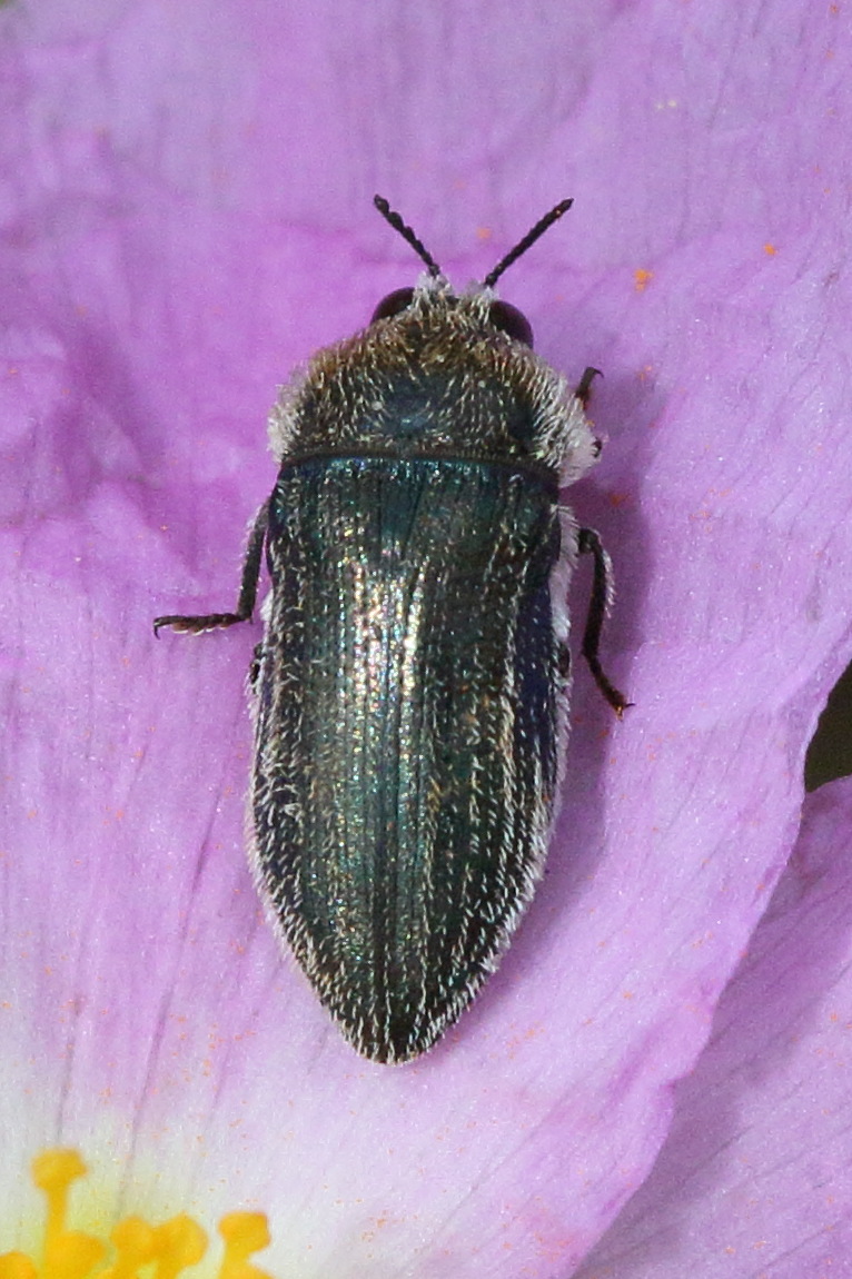 acmaeodera_brevipes1bd