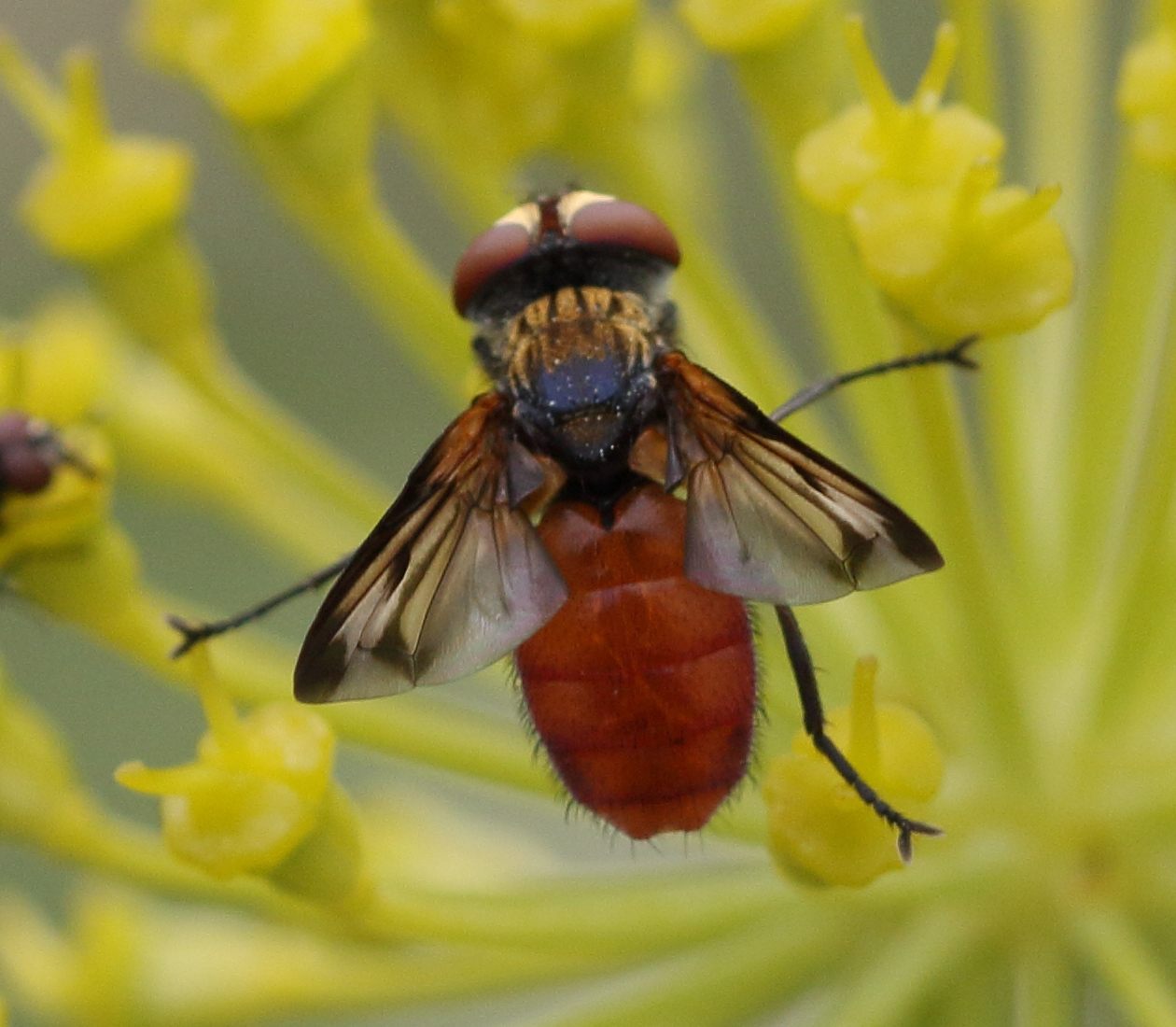 ectophasia_oblonga1bd