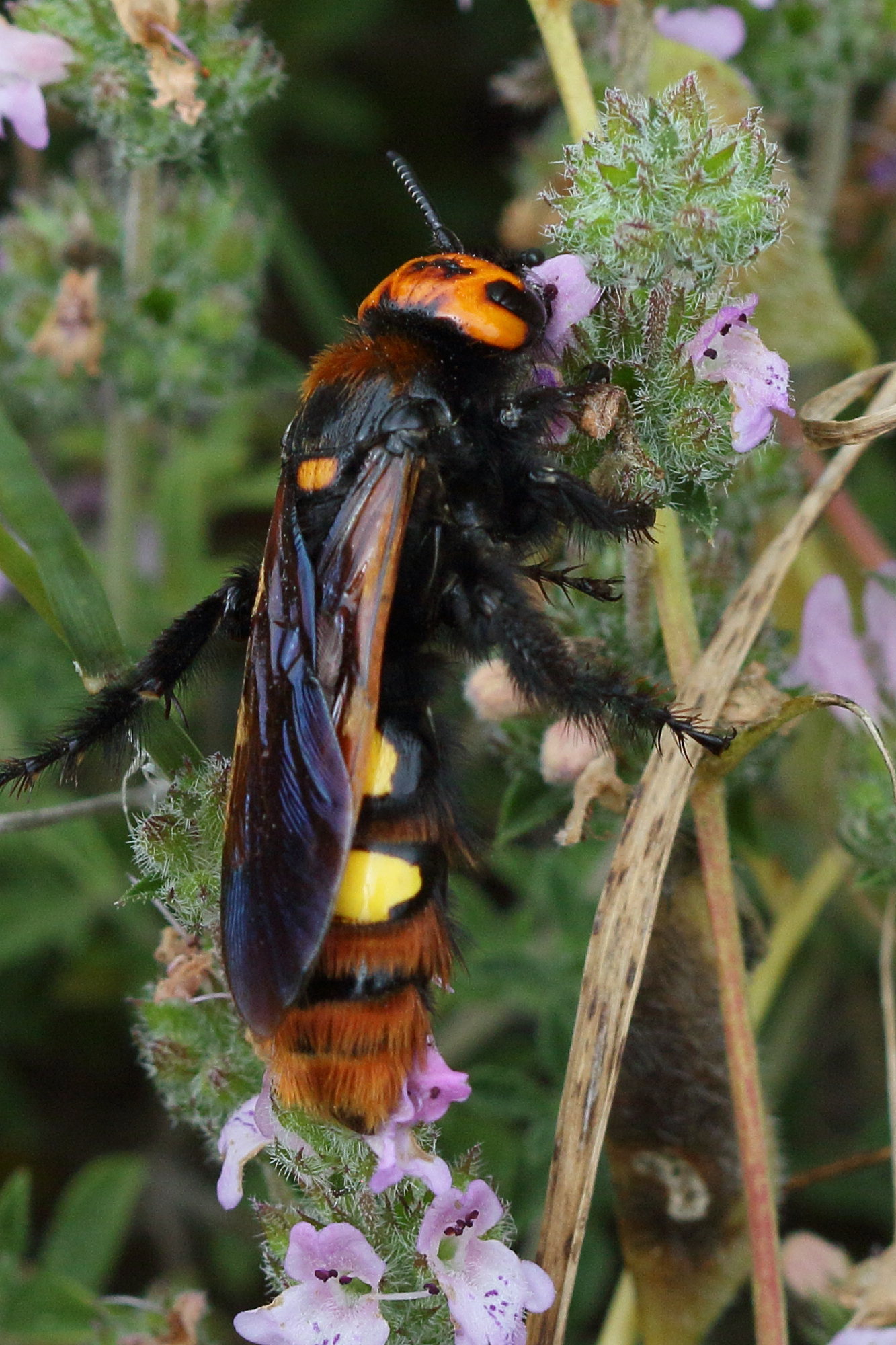 Afficher le média megascolia_maculata_maculata5bd megascolia_maculata_maculata5bd