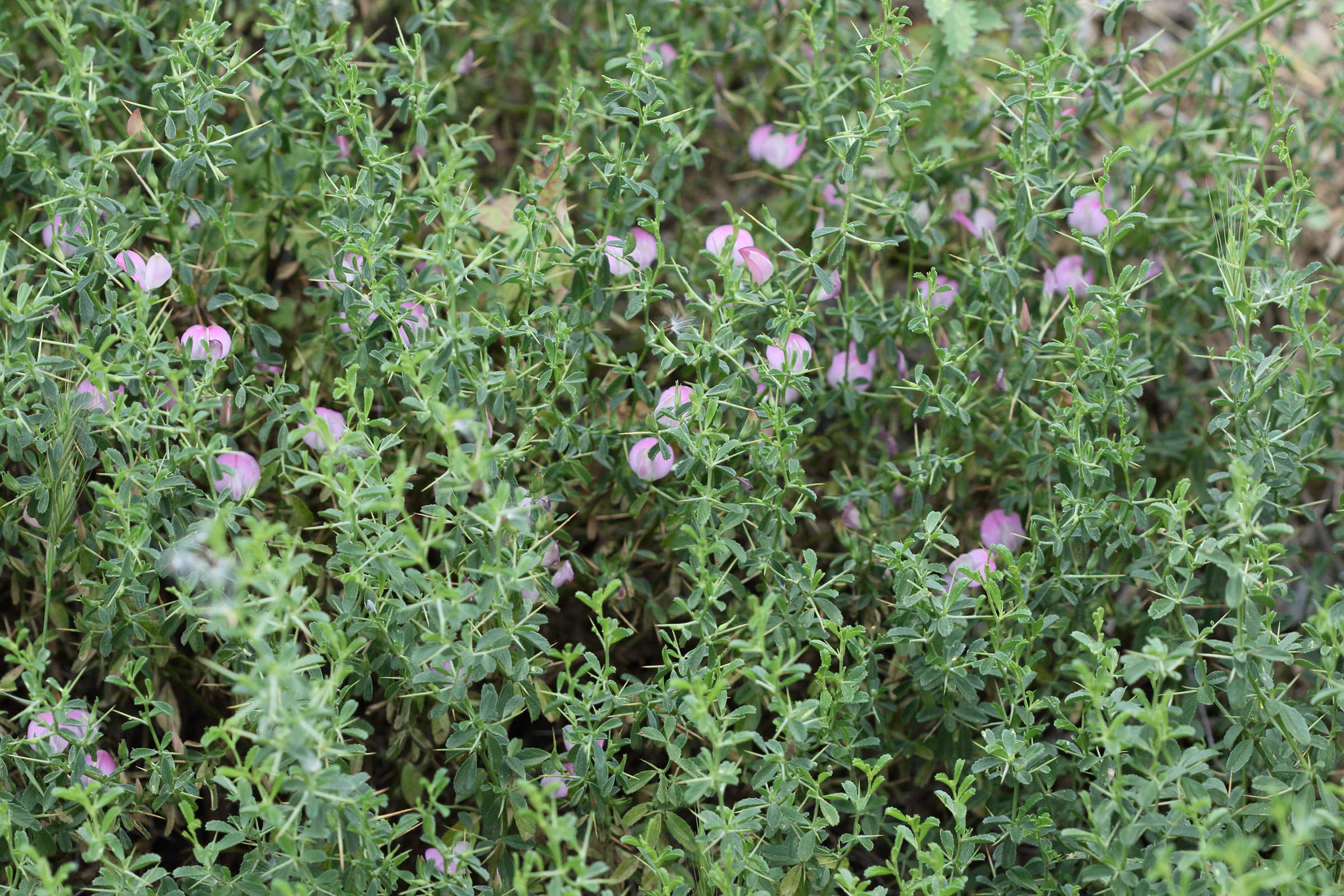 Afficher le média ononis_spinosa_leiosperma1bd ononis_spinosa_leiosperma1bd