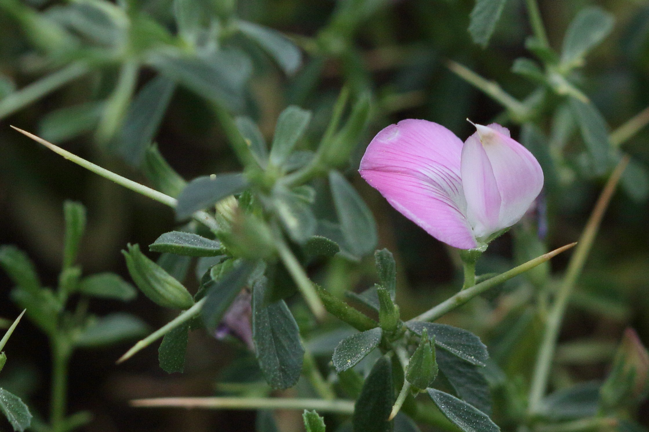 Afficher le média ononis_spinosa_leiosperma2bd ononis_spinosa_leiosperma2bd