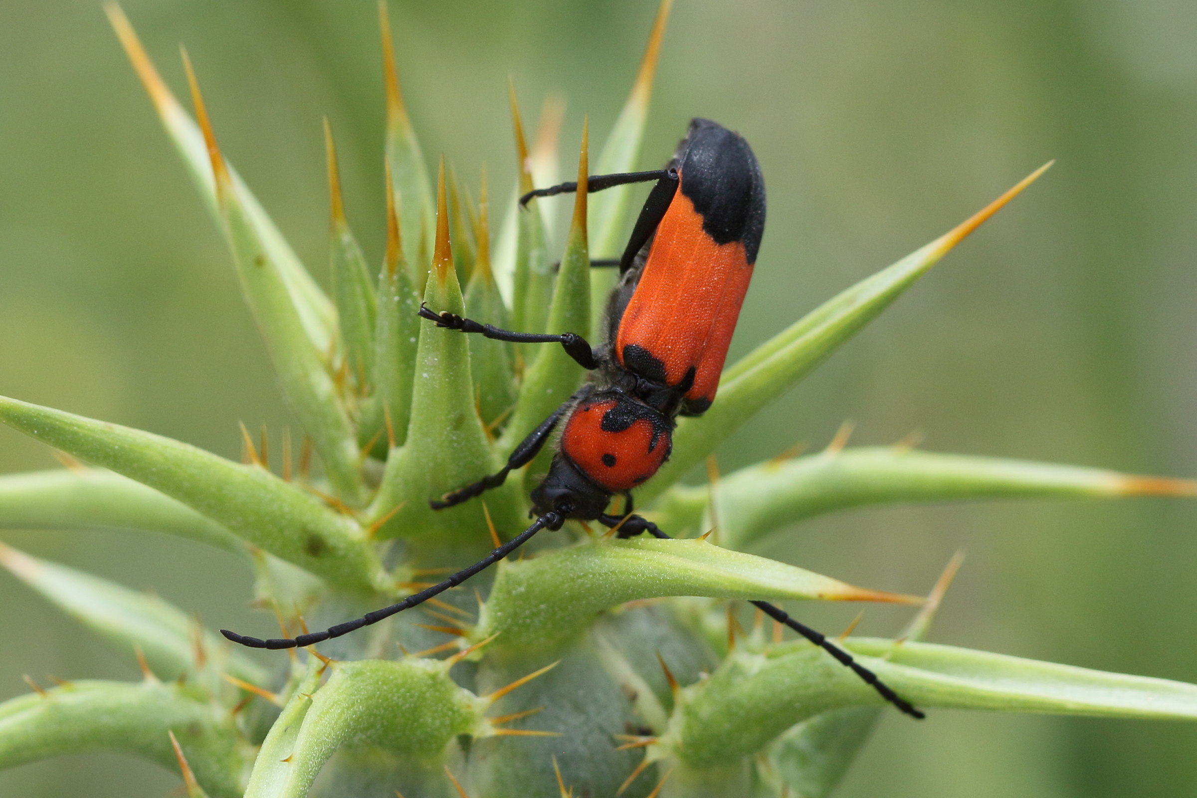 purpuricenus_desfontainii1bd