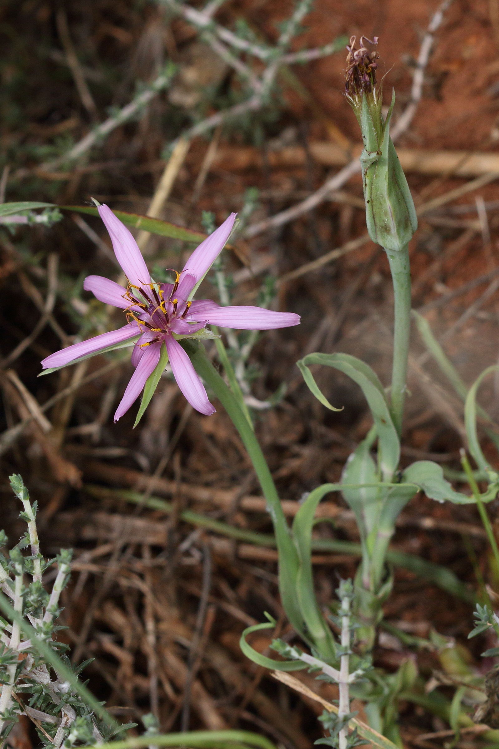 Afficher le média tragopogon_porrifolius_eriospermus1bd tragopogon_porrifolius_eriospermus1bd
