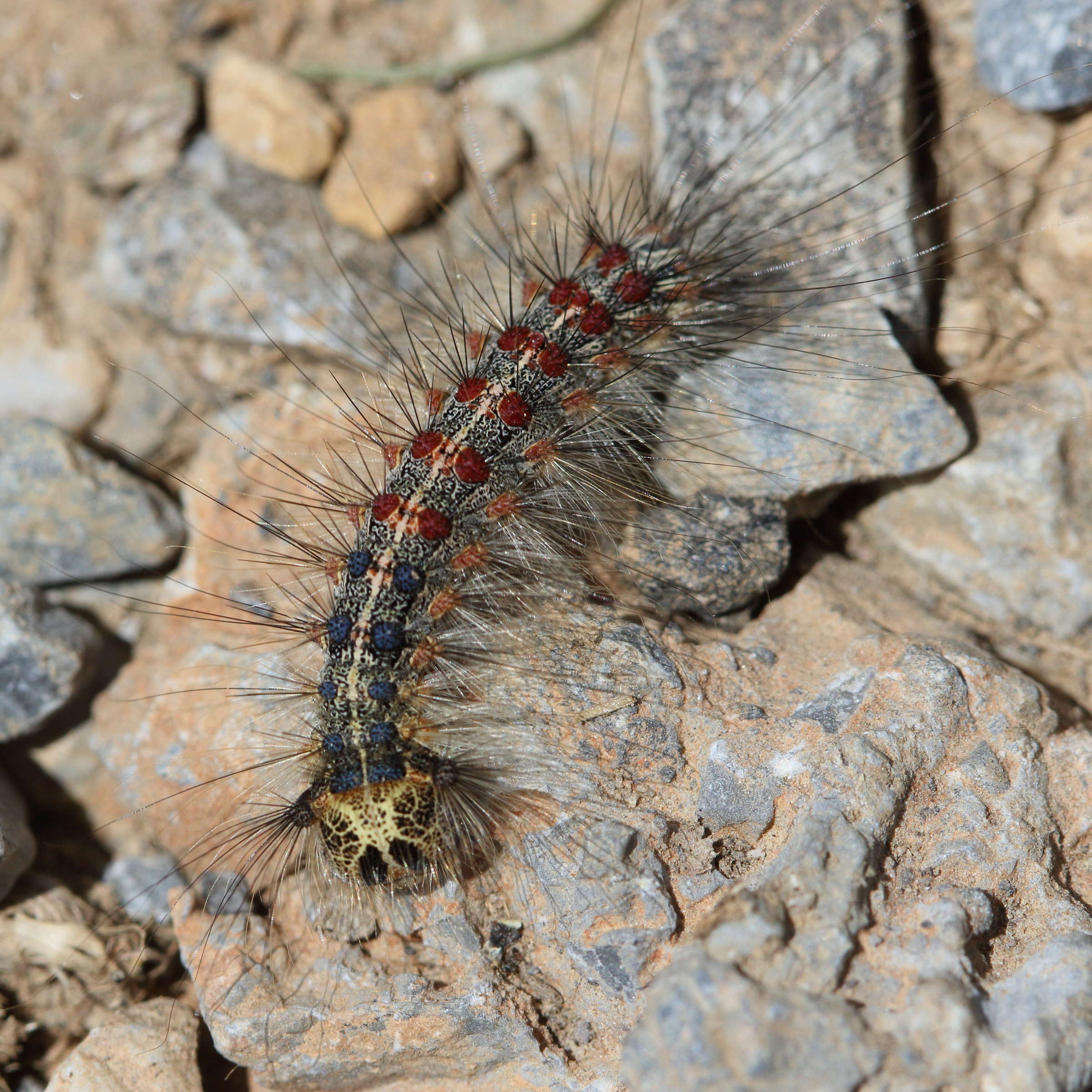 lymantria_dispar_ch4bd