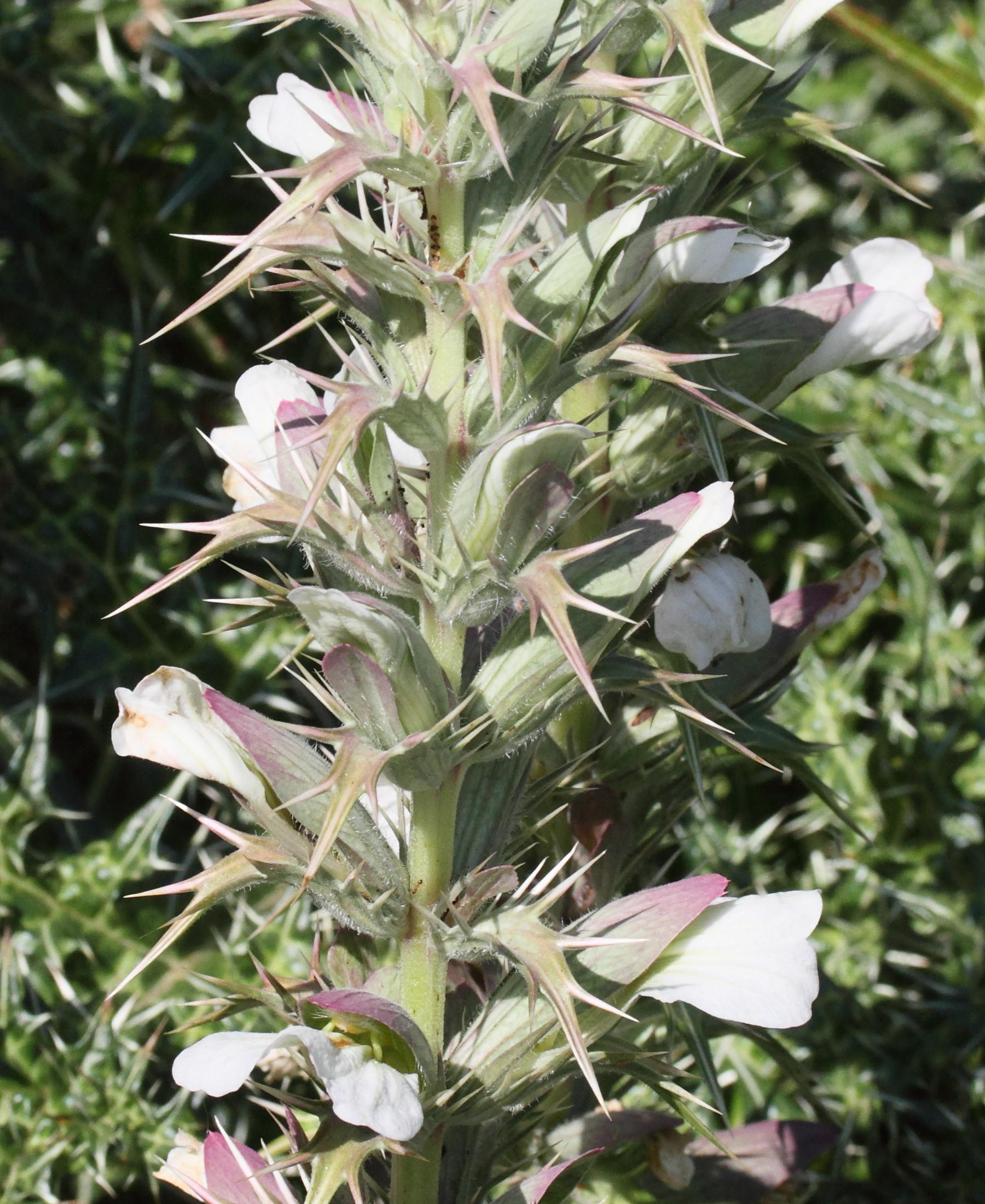 acanthus_spinosus6md