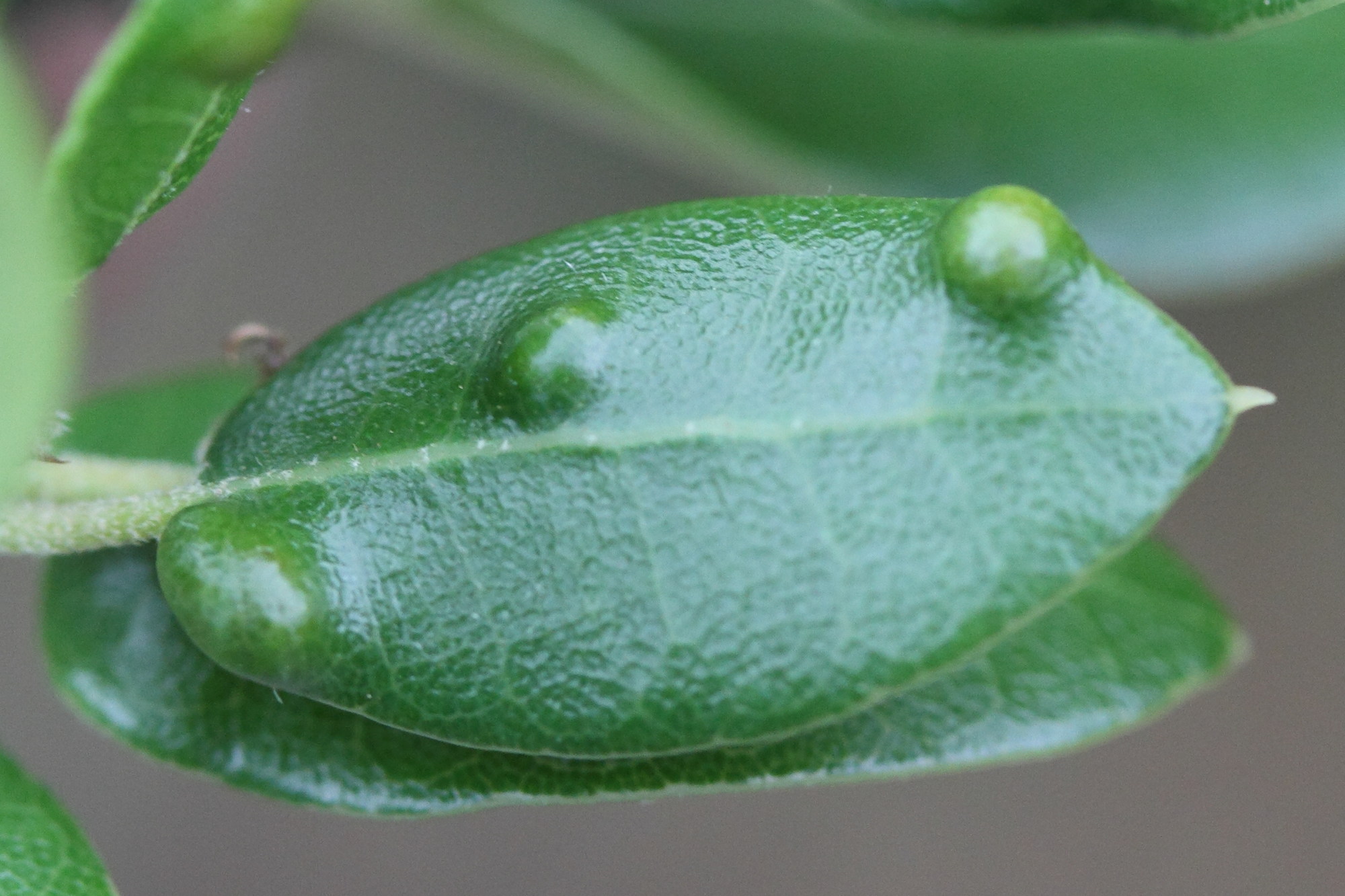 aceria_quercina_galle1md