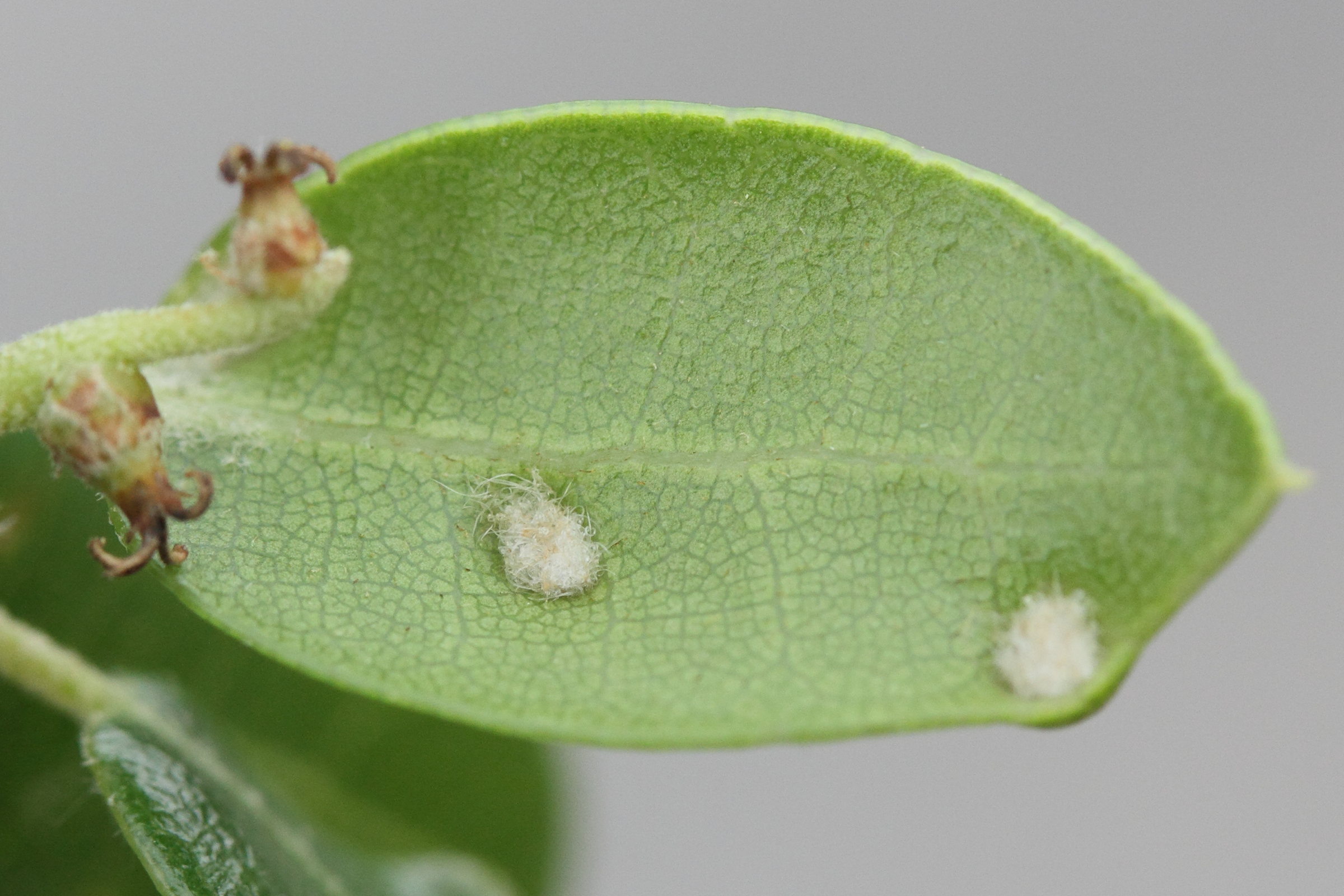 aceria_quercina_galle2md