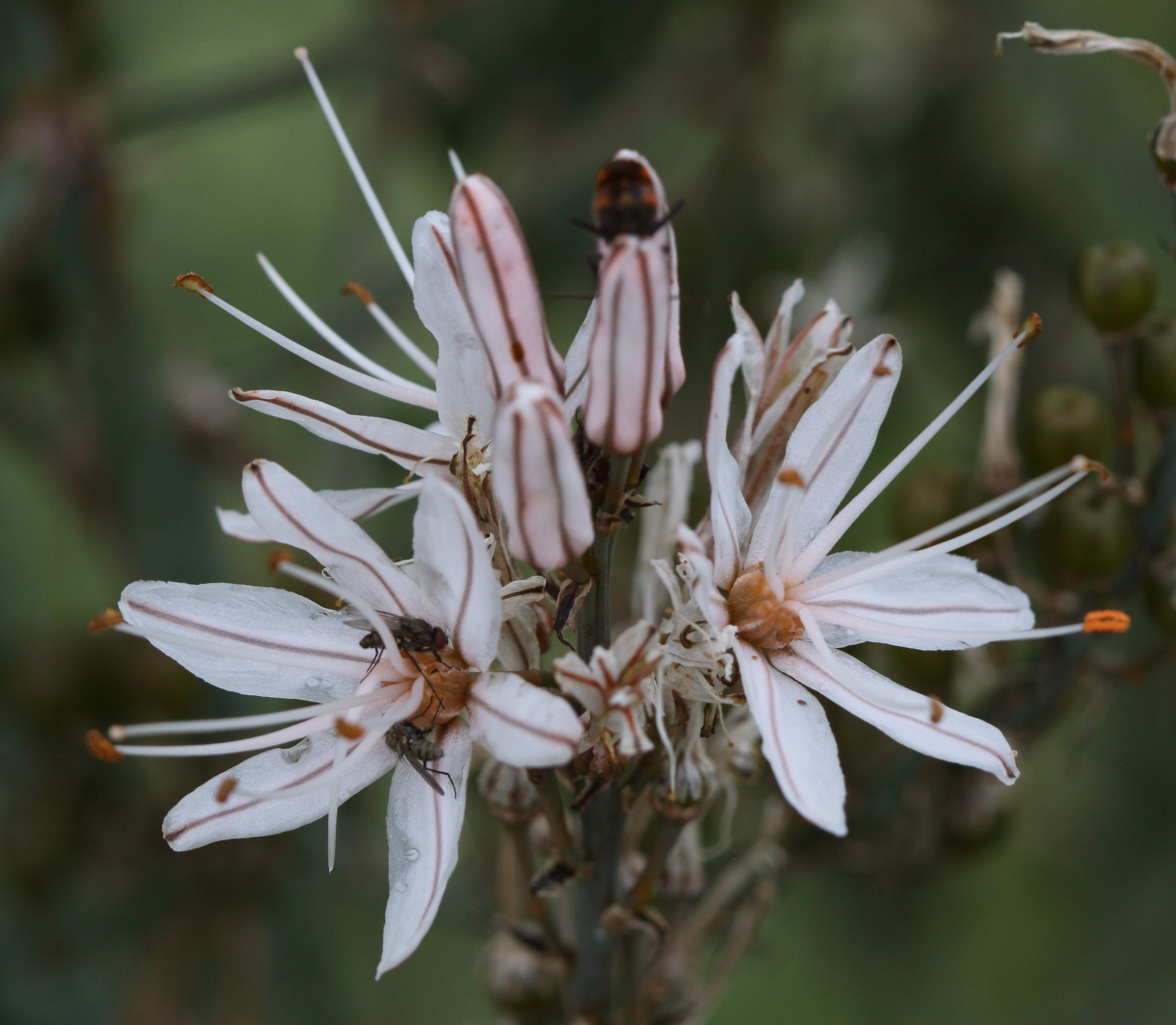 Afficher le média asphodelus_ramosus6bd asphodelus_ramosus6bd