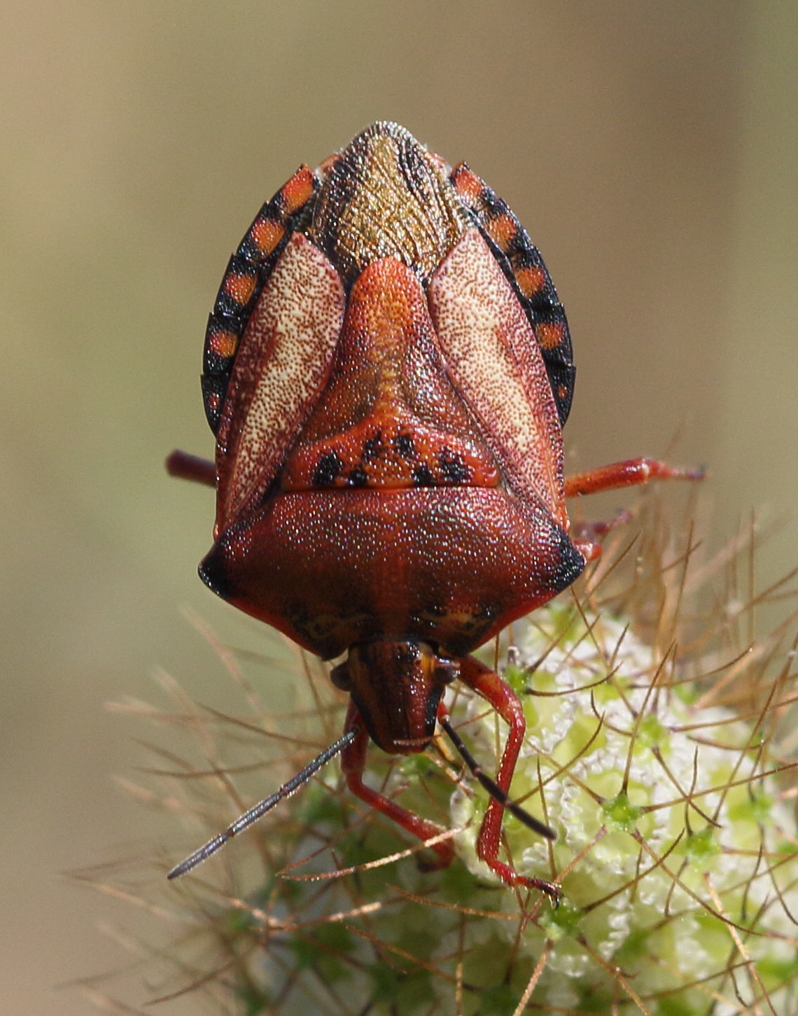 carpocoris_mediterraneus4bd