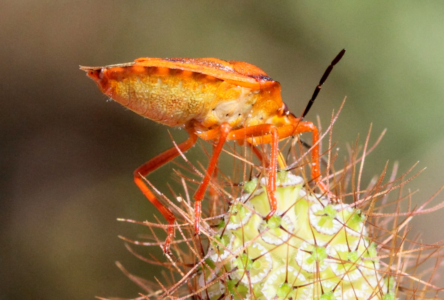 carpocoris_mediterraneus5md