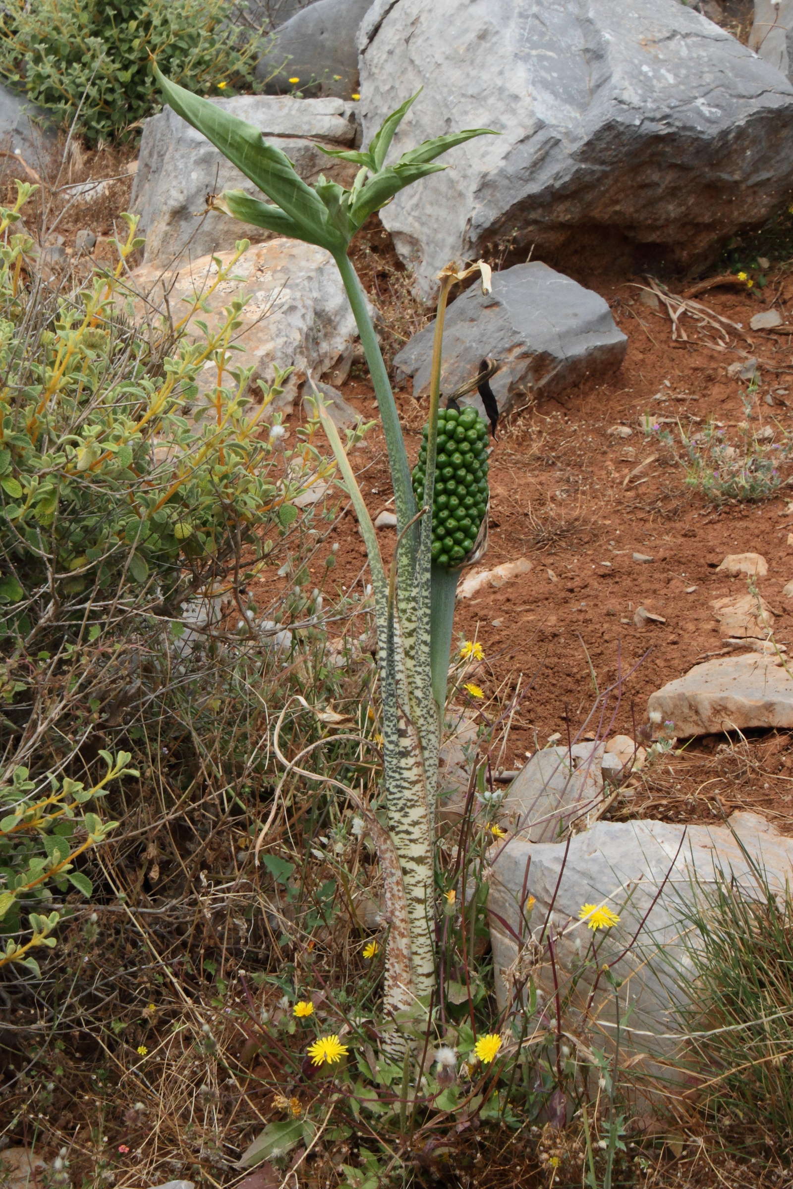 dracunculus_vulgarismd