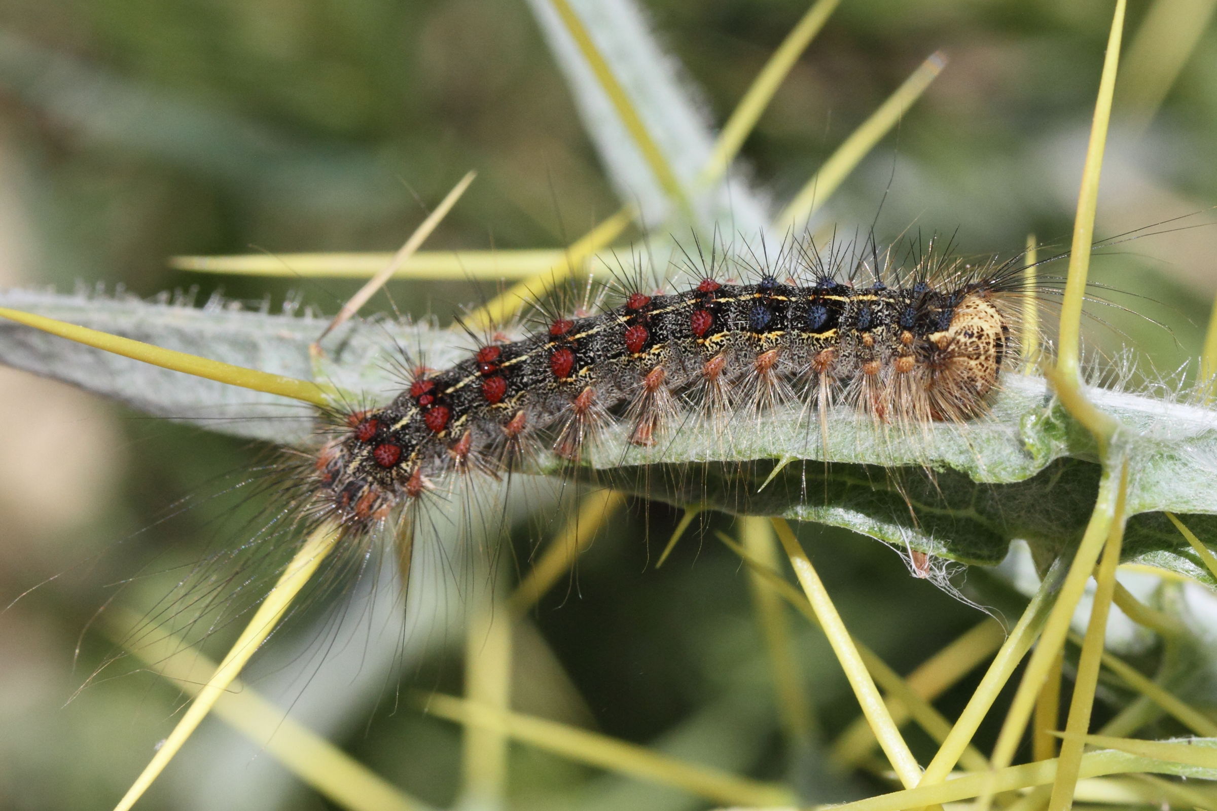 lymantria_dispar_ch5md