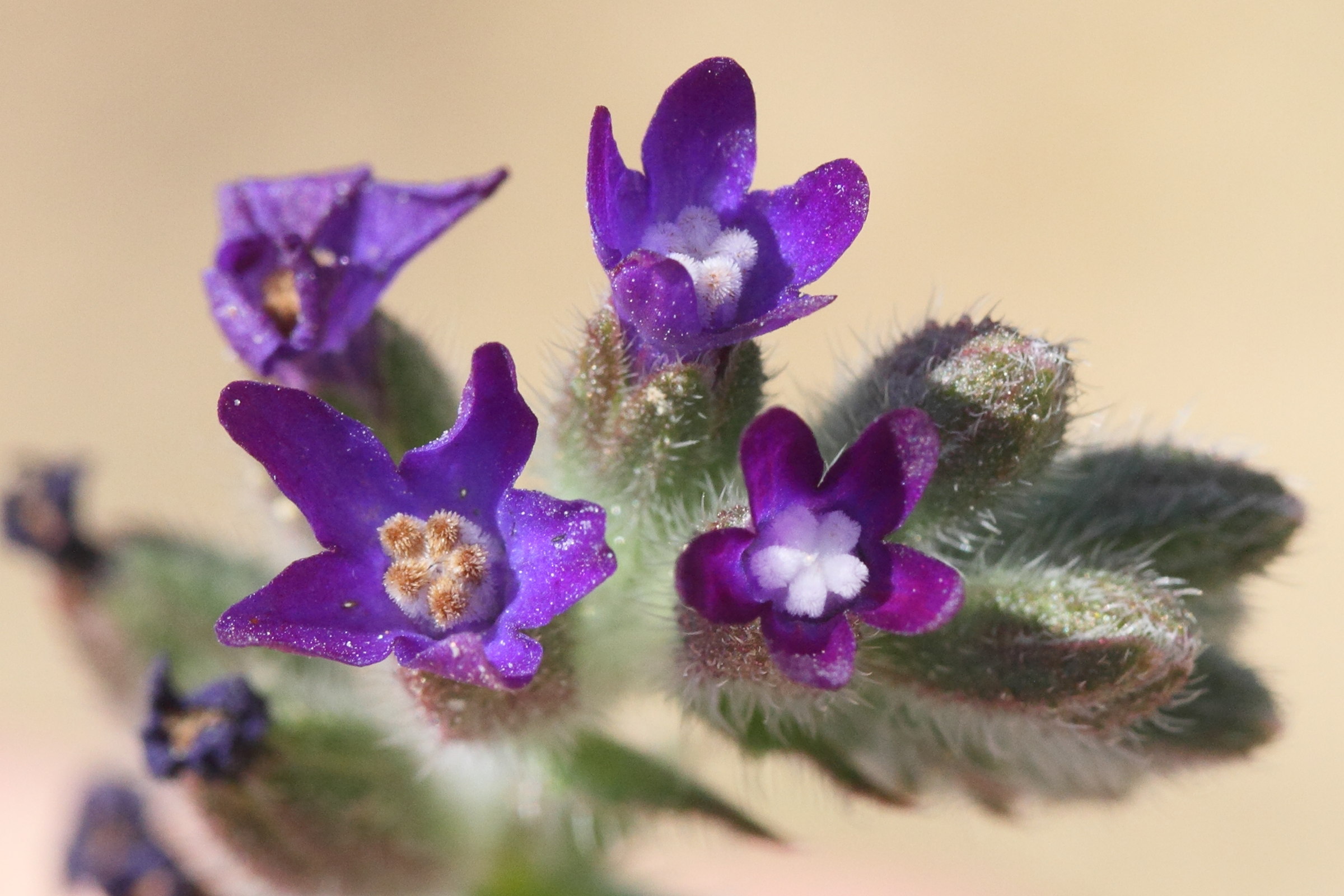 anchusa_undulata_hybrida1md