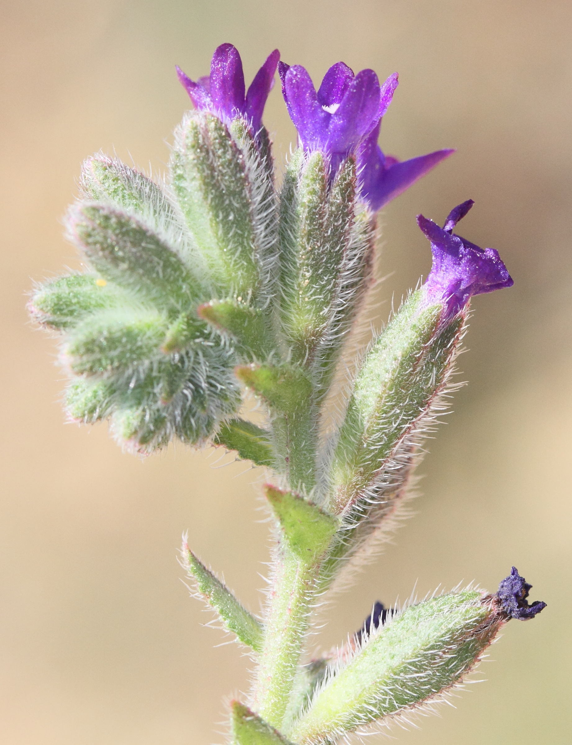 anchusa_undulata_hybrida2md