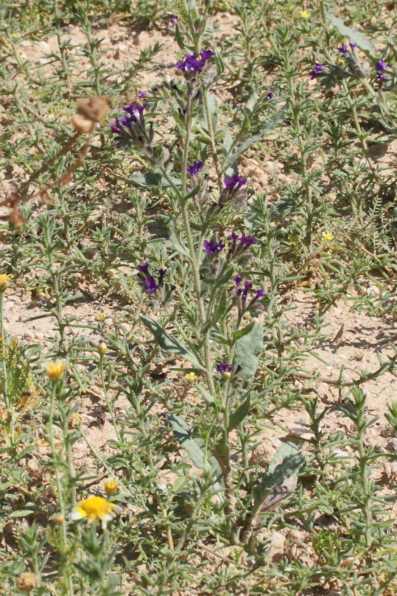 anchusa_undulata_hybrida3md