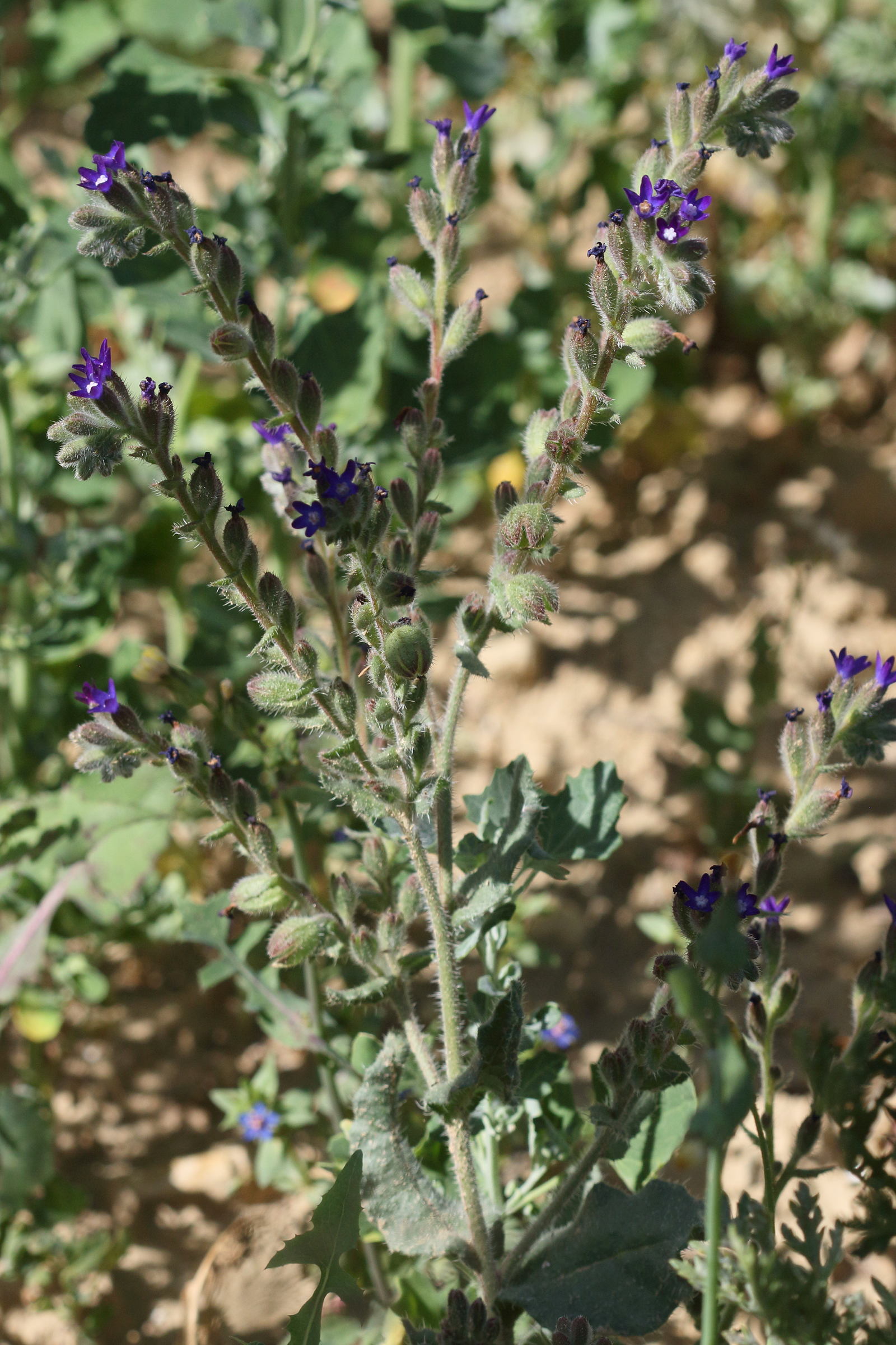 anchusa_undulata_hybrida4bd