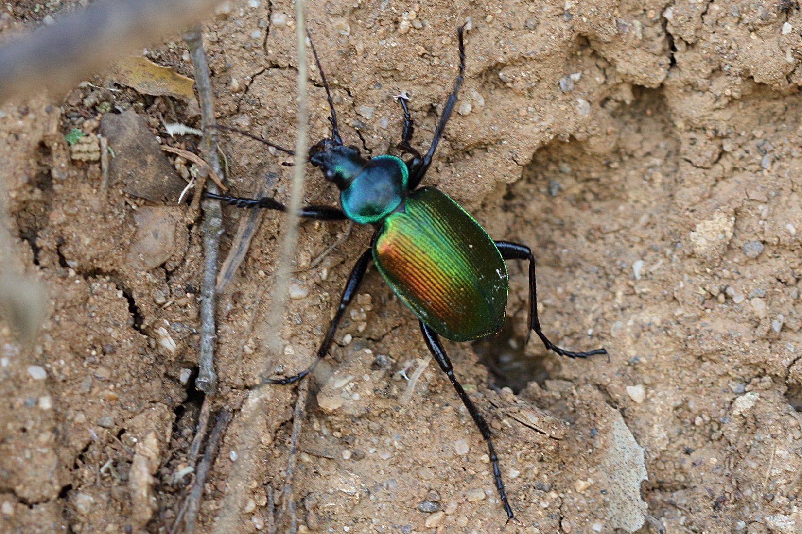 calosoma_sycophanta1bd