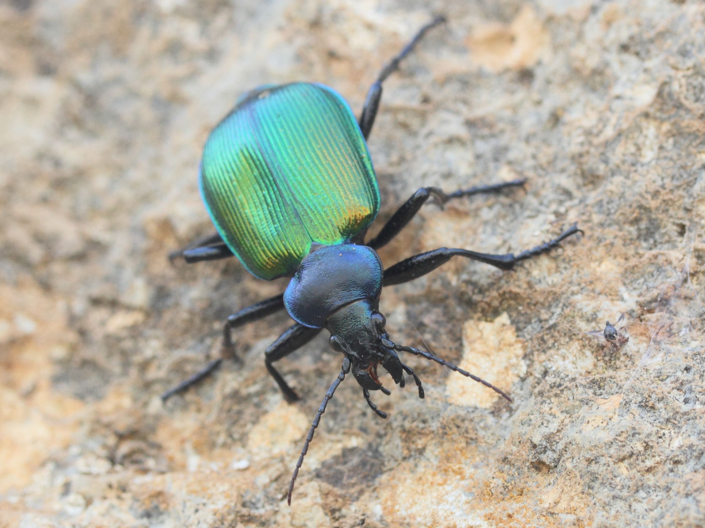 calosoma_sycophanta2md