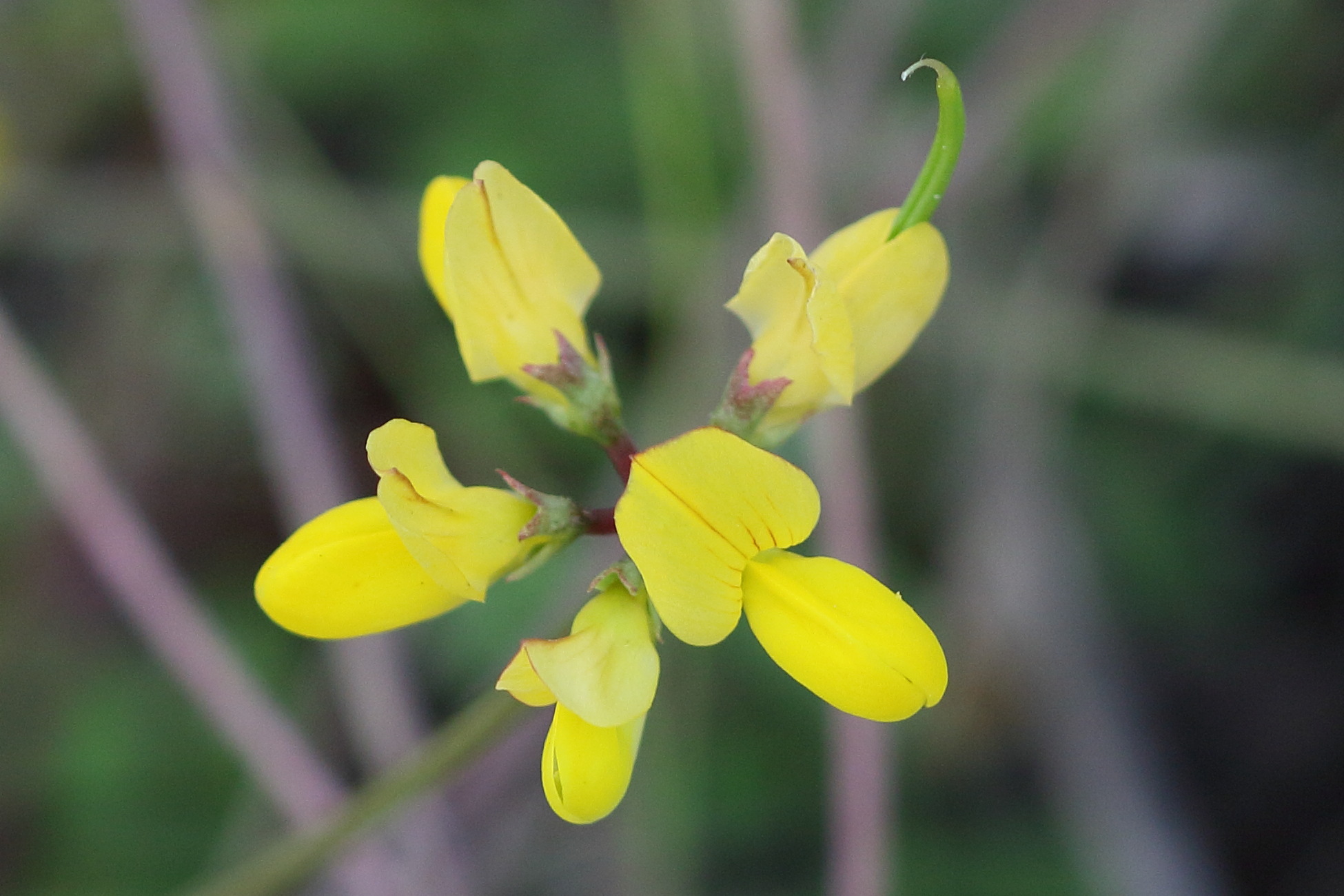 coronilla_securidaca1bd