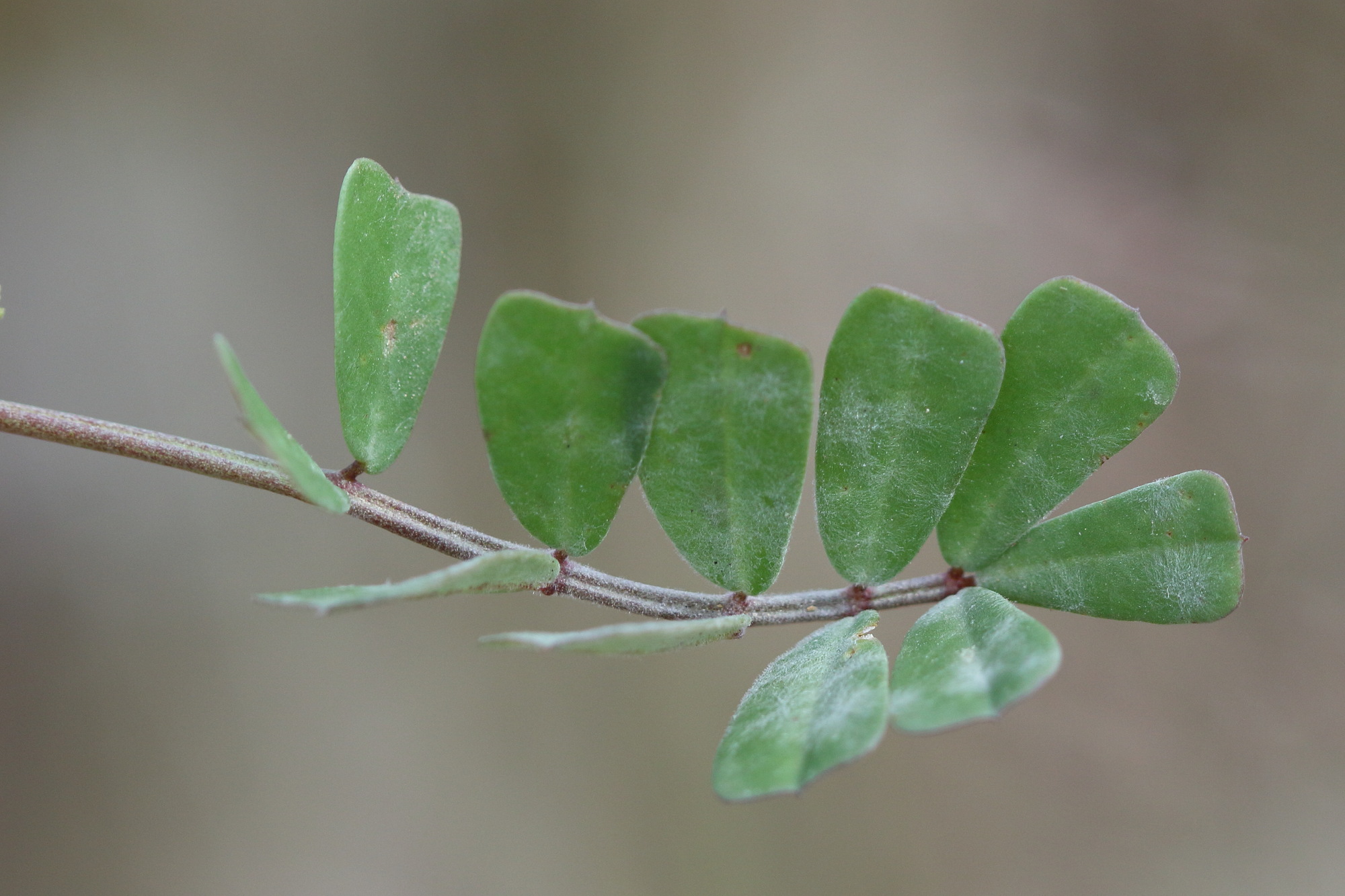 coronilla_securidaca2bd